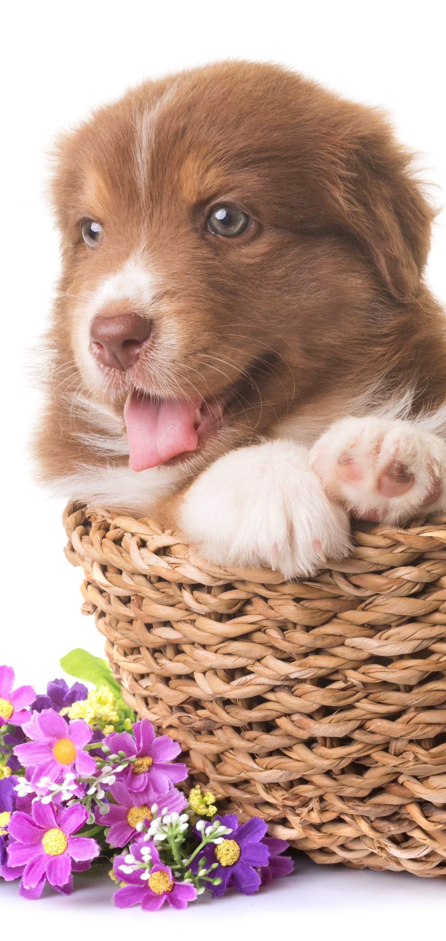 PCデスクトップに動物, 犬, 子犬, バスケット, 赤ちゃん動物, オーストラリアン シェパード画像を無料でダウンロード