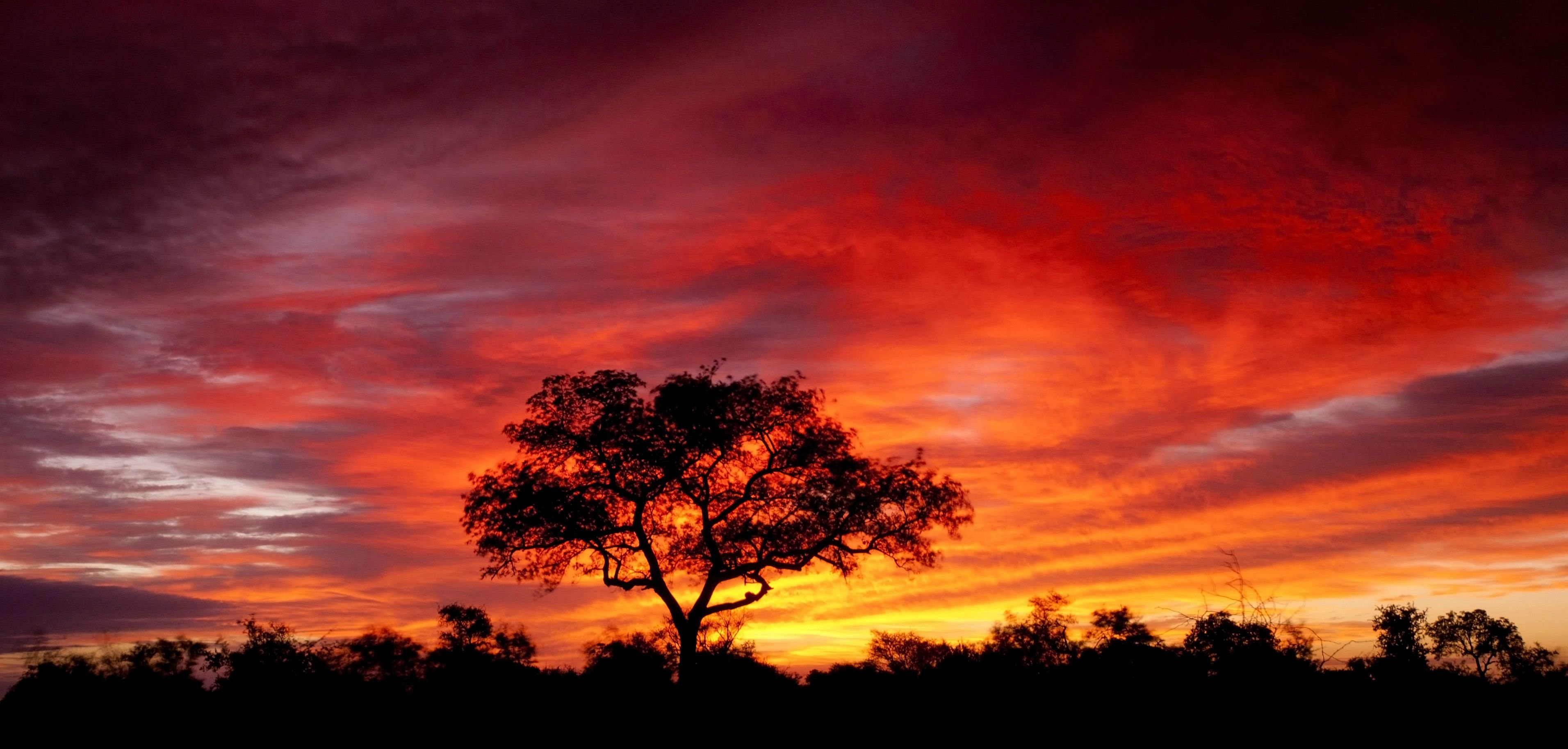 tree, sunset, nature, earth, orange (color), silhouette, sky, south africa