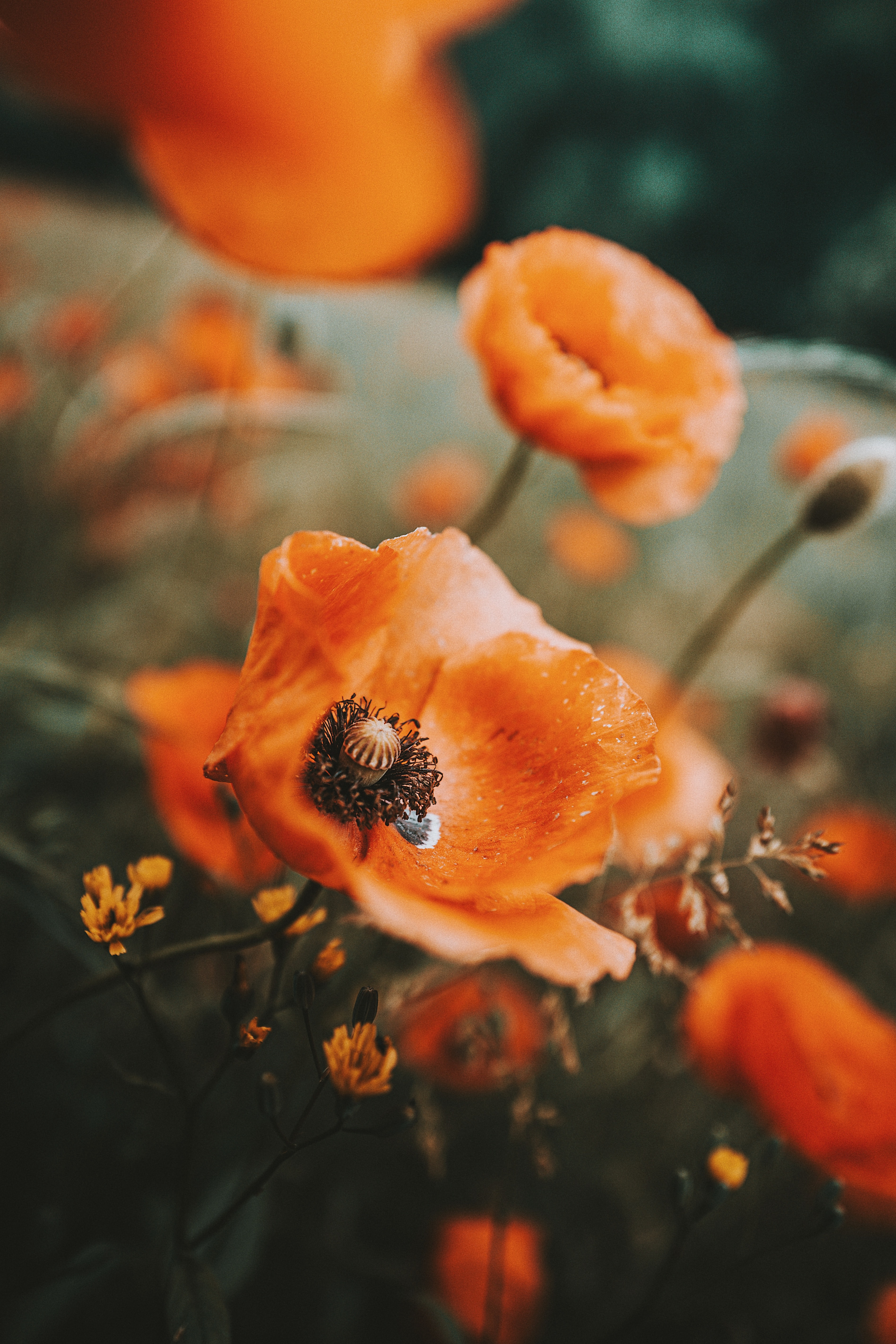 Download mobile wallpaper Wildflowers, Poppy, Macro, Flowers for free.