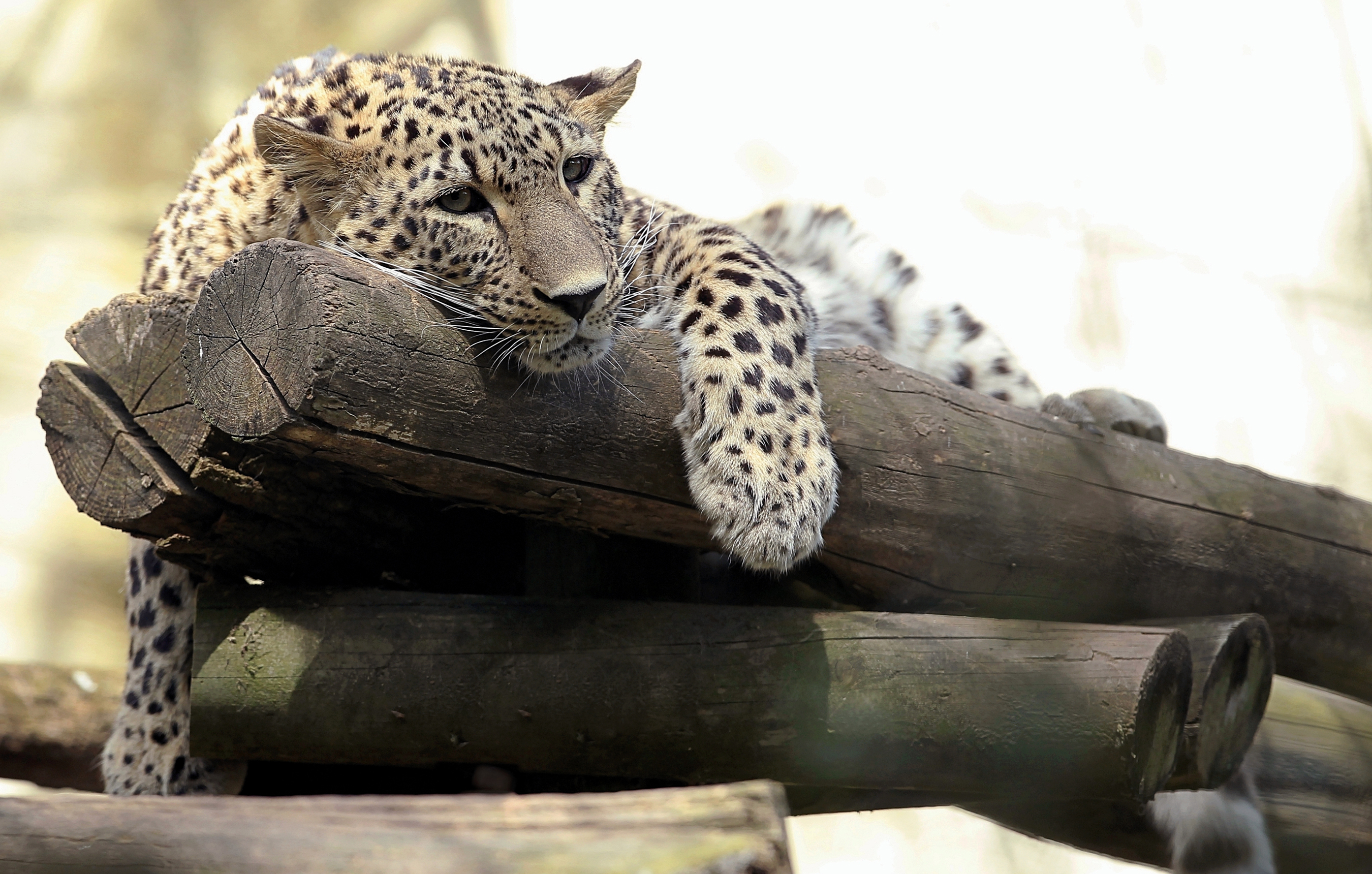 Descarga gratuita de fondo de pantalla para móvil de Animales, Gatos, Leopardo, Zoo, Descansando.