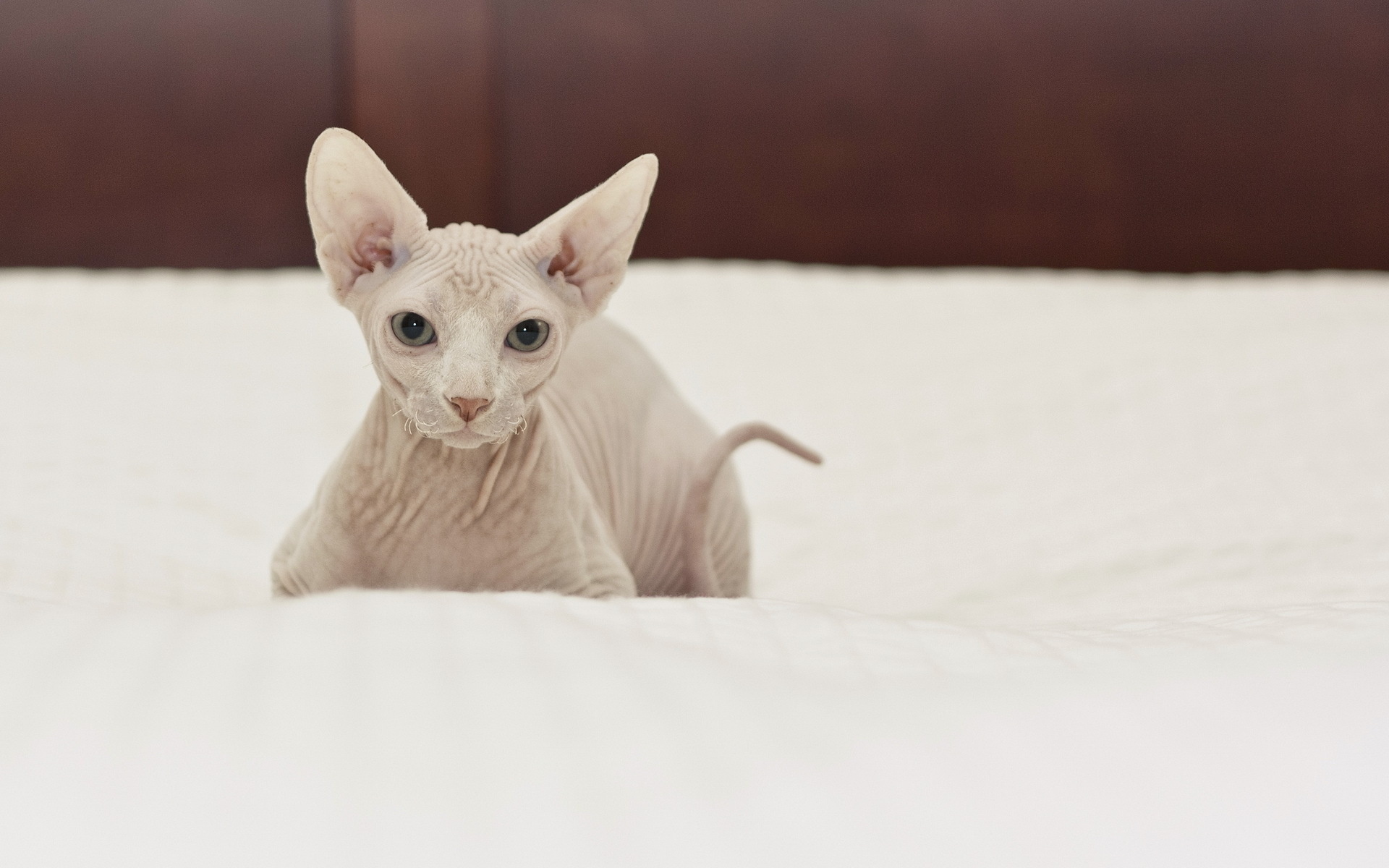 無料モバイル壁紙動物, ネコ, 猫をダウンロードします。