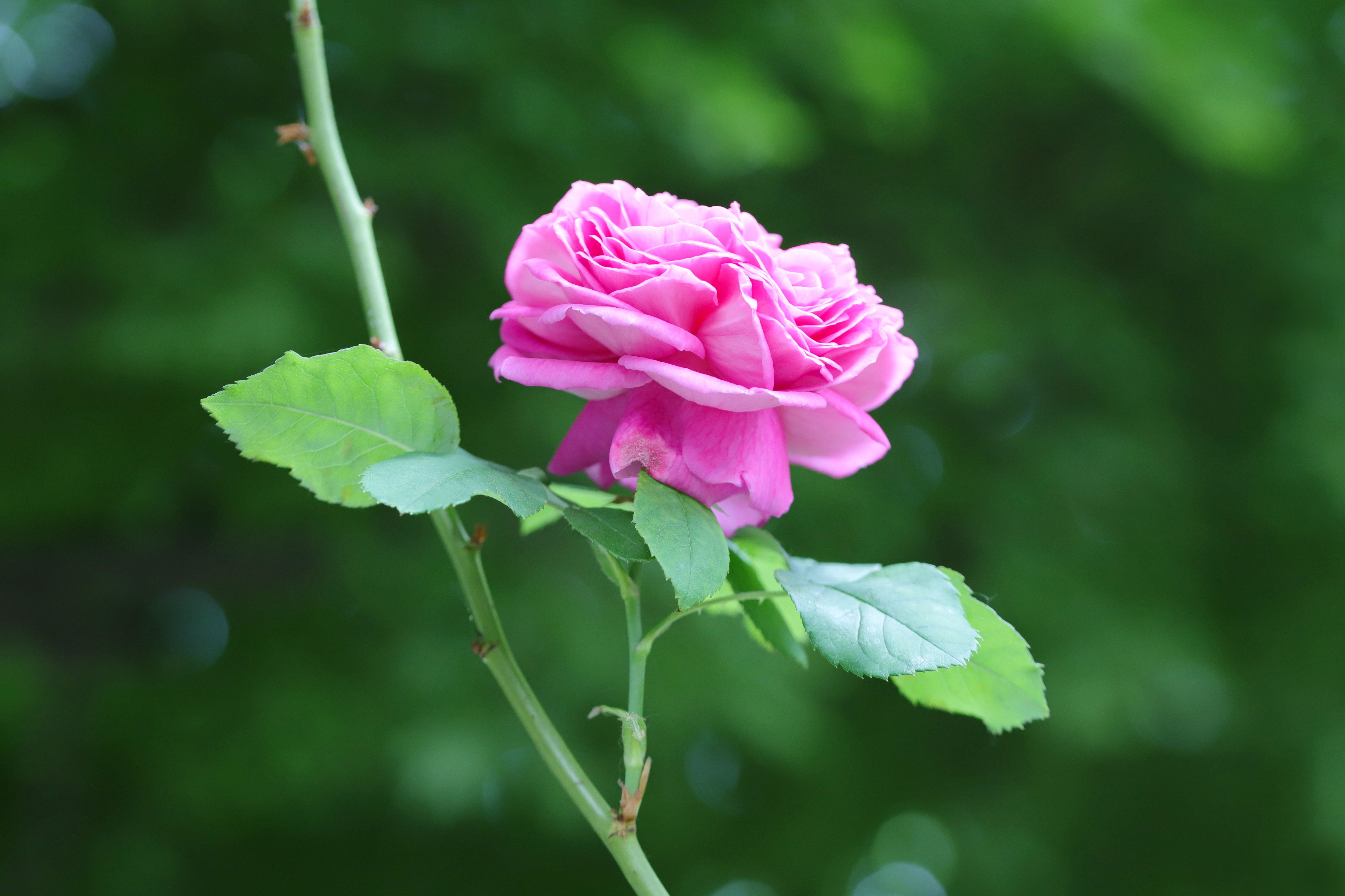 Laden Sie das Rose, Erde/natur, Pinke Blume, Pinke Rose-Bild kostenlos auf Ihren PC-Desktop herunter