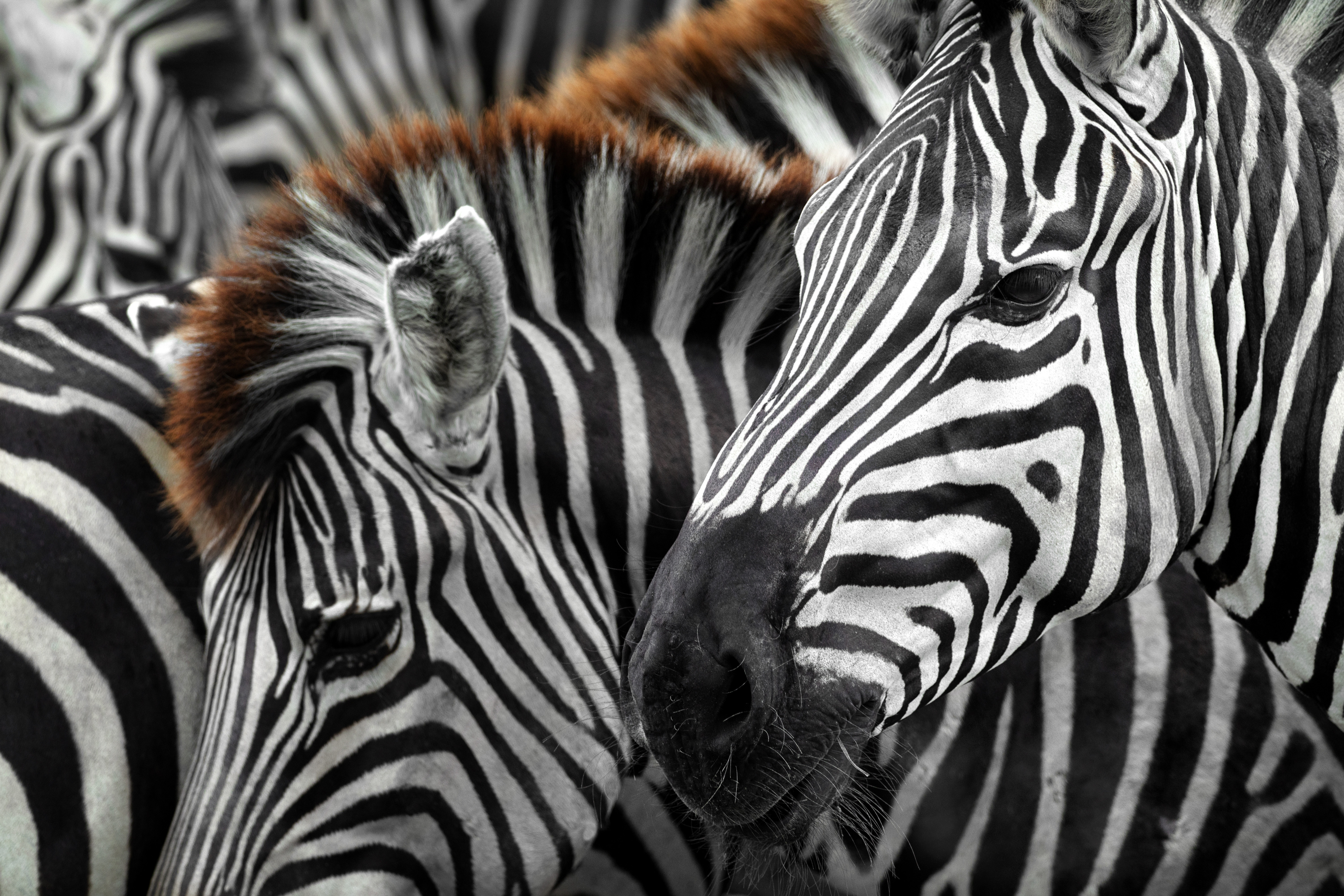 Free download wallpaper Zebra, Animal on your PC desktop