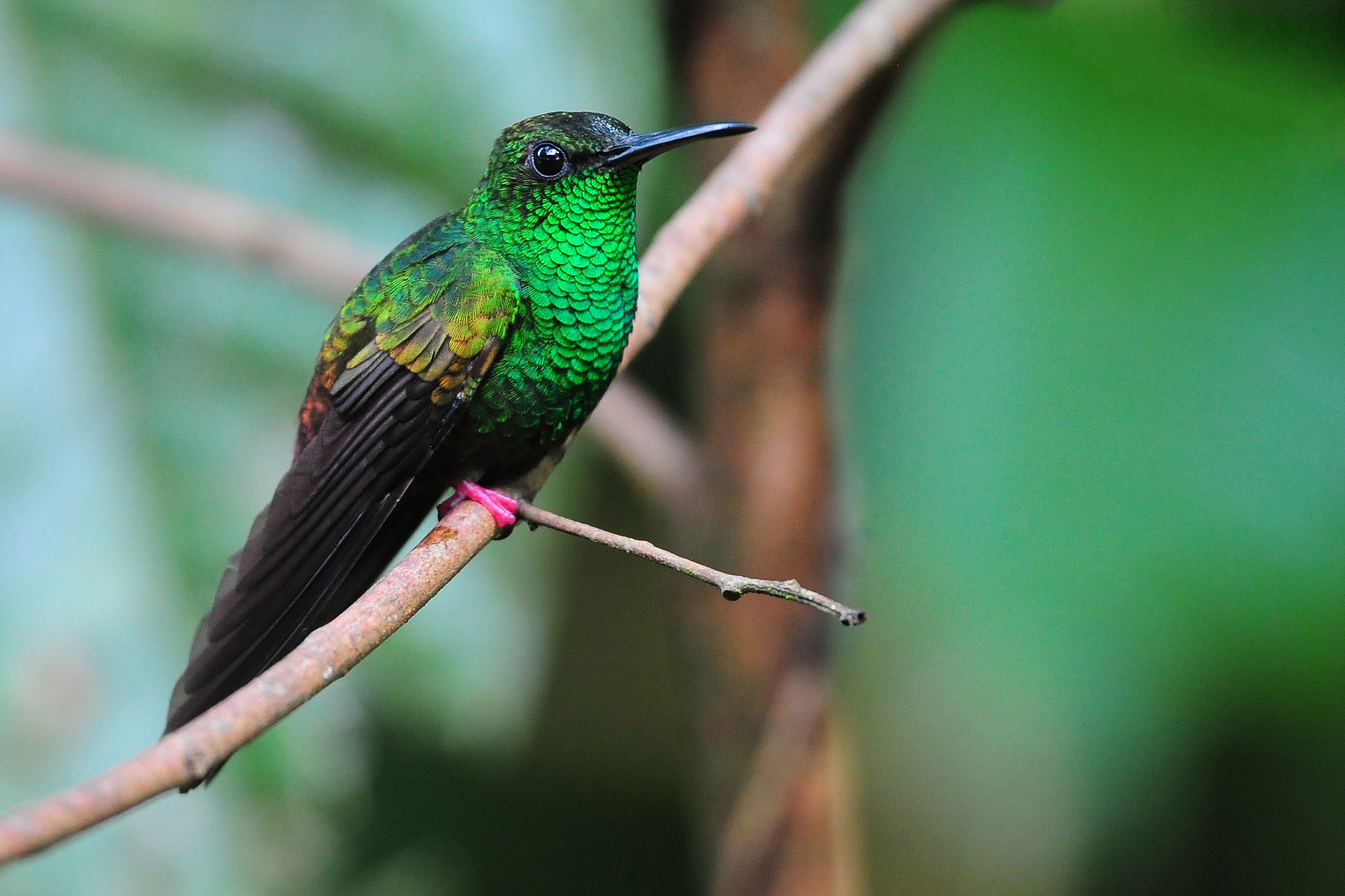 Free download wallpaper Hummingbird, Bird, Birds, Animal on your PC desktop