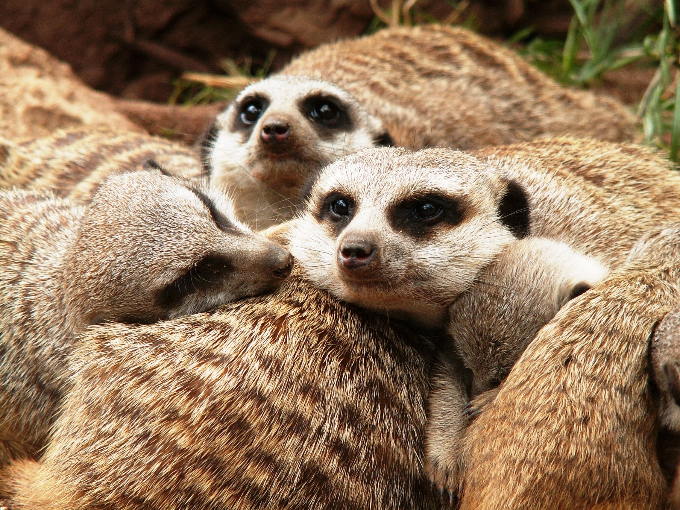 animals, family, meerkats, fur