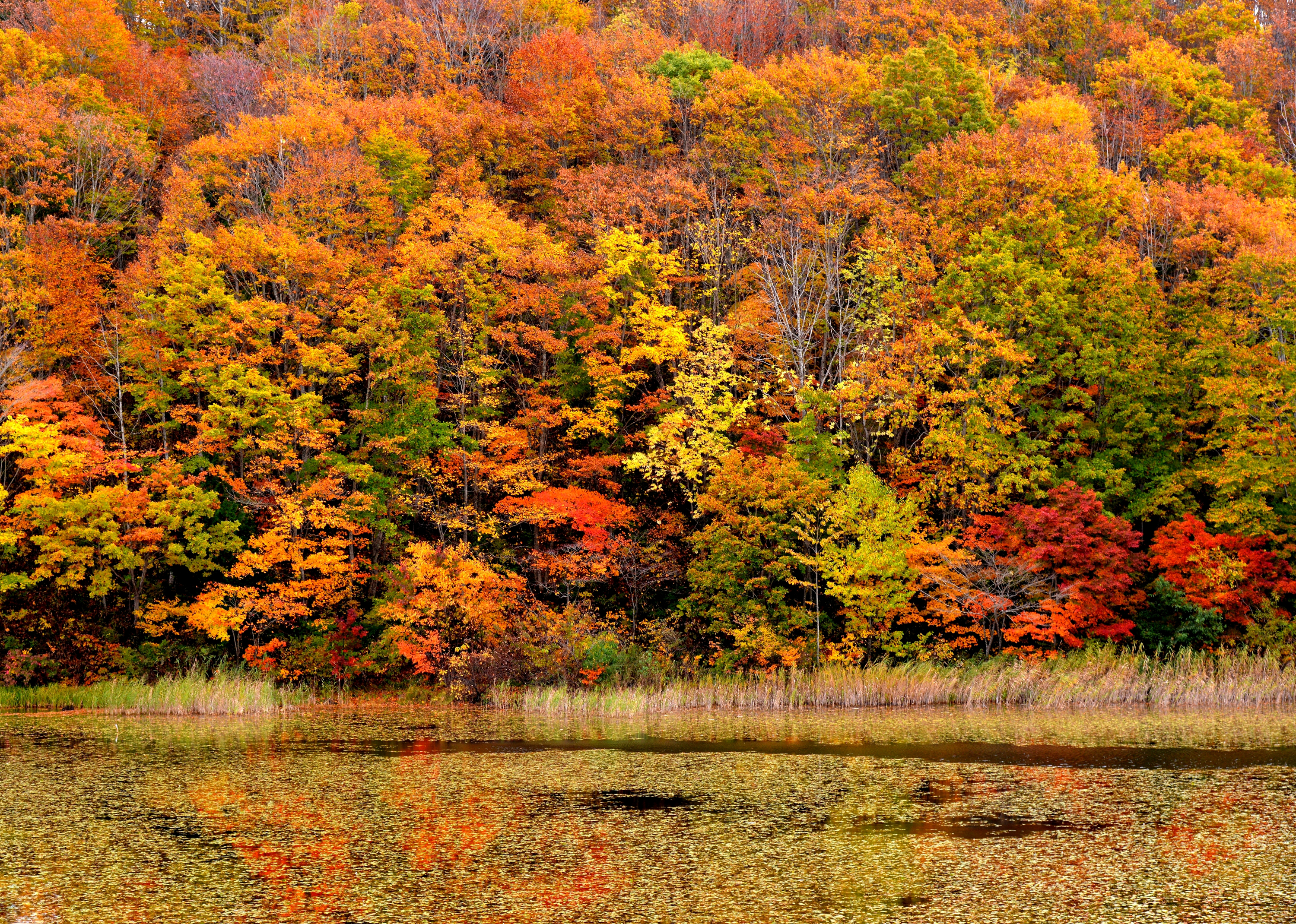 Download mobile wallpaper Nature, Lake, Forest, Fall, Earth for free.