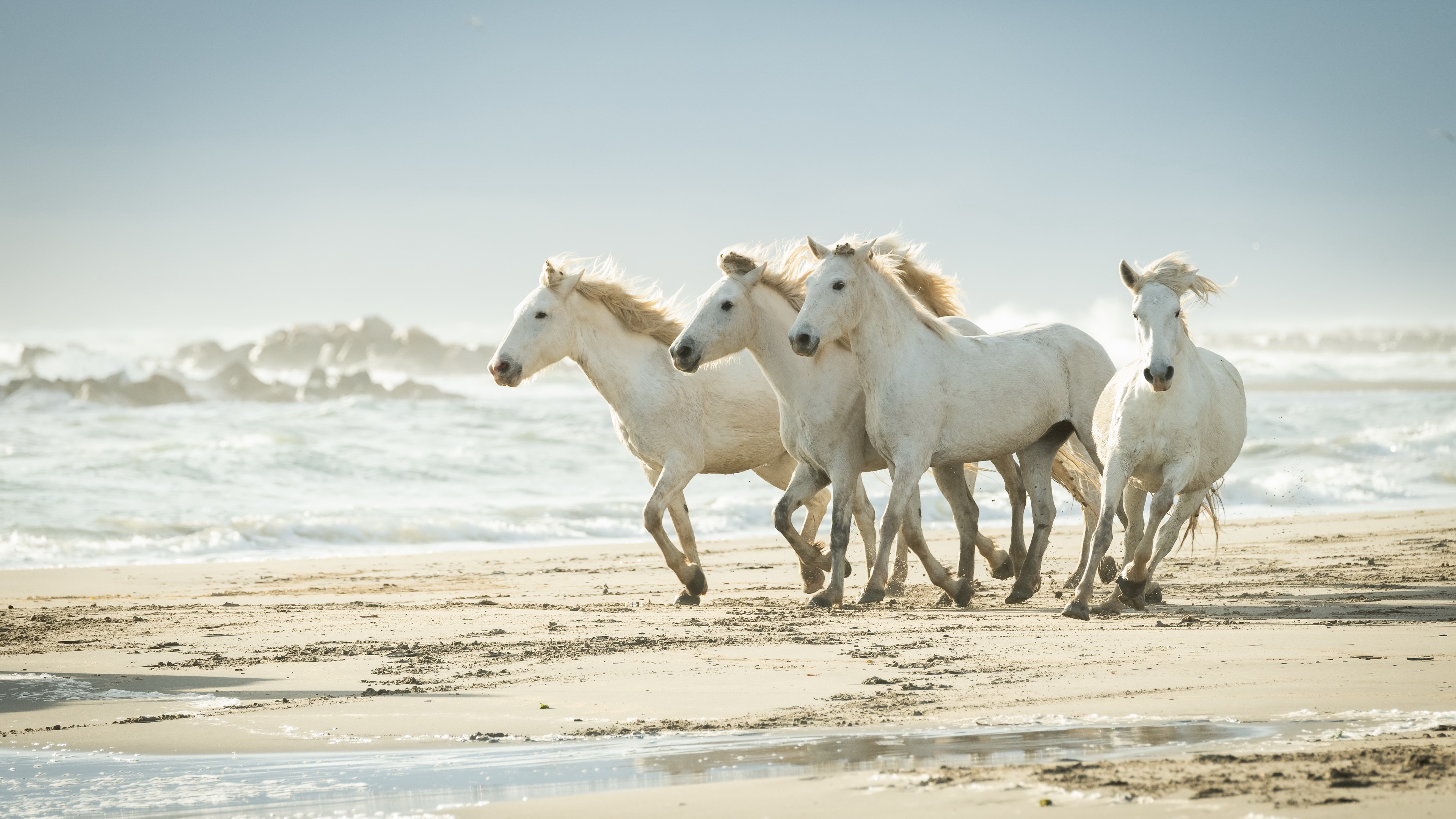 PCデスクトップに動物, 馬, ビーチ, 砂画像を無料でダウンロード
