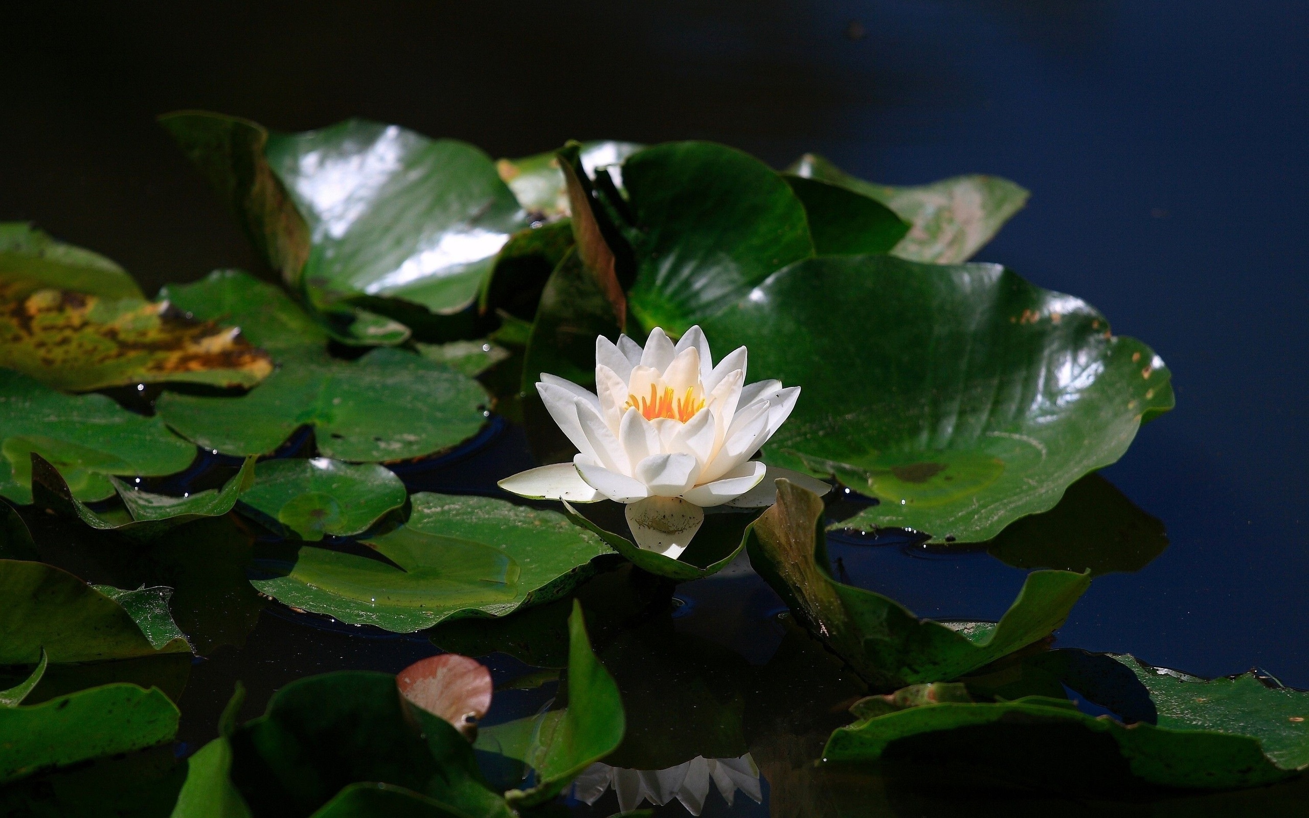 Téléchargez gratuitement l'image Fleurs, Lotus, Terre/nature sur le bureau de votre PC