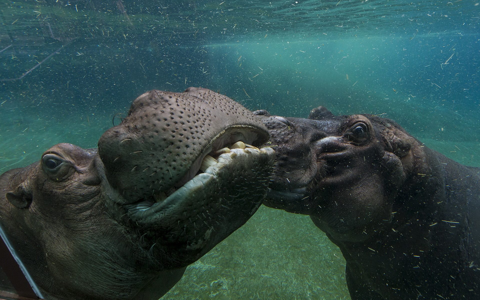 601514 descargar fondo de pantalla animales, hipopótamo: protectores de pantalla e imágenes gratis