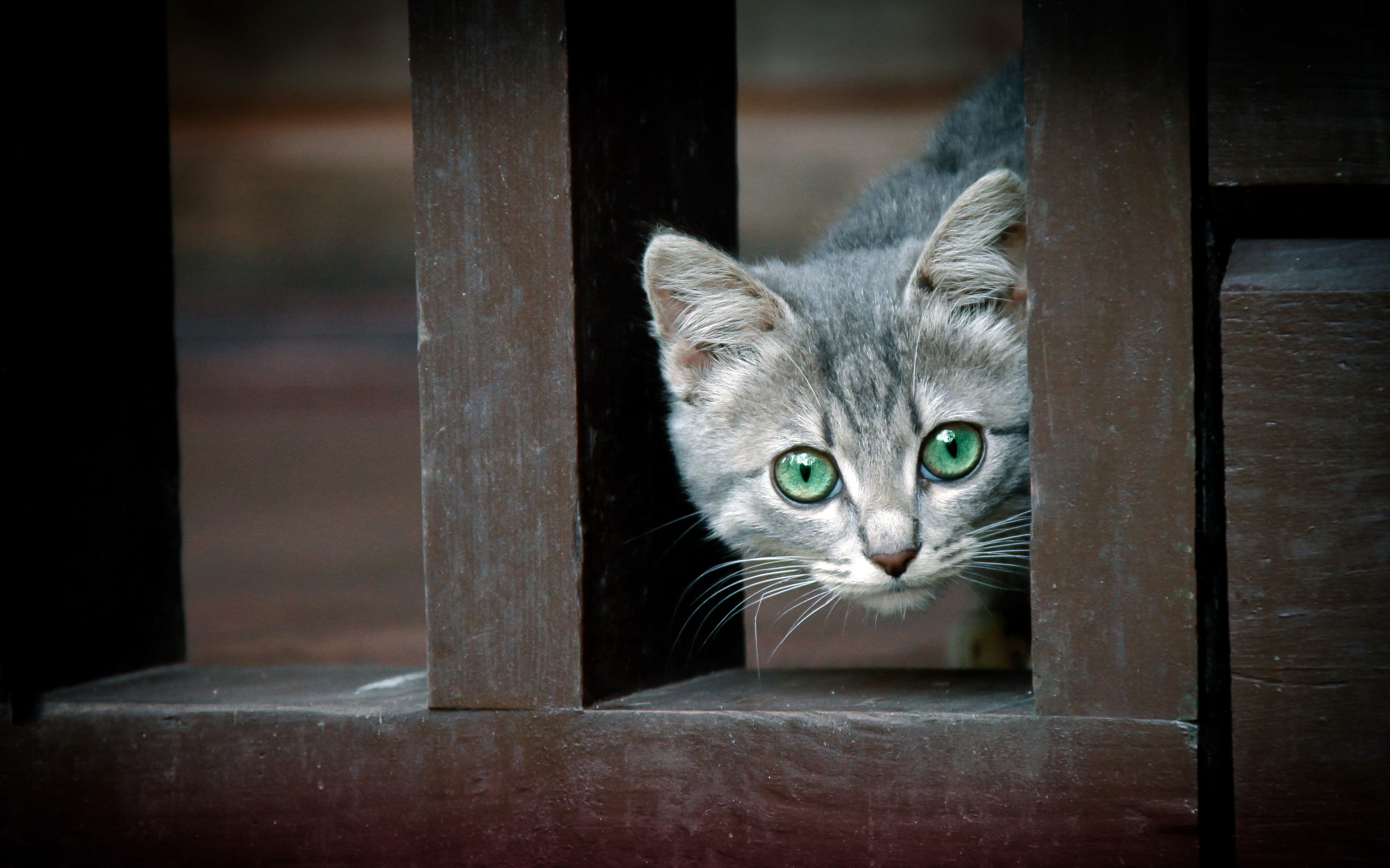 Baixar papel de parede para celular de Gatinho, Enfrentar, Olhos, Gato, Gatos, Animais, Fofo gratuito.