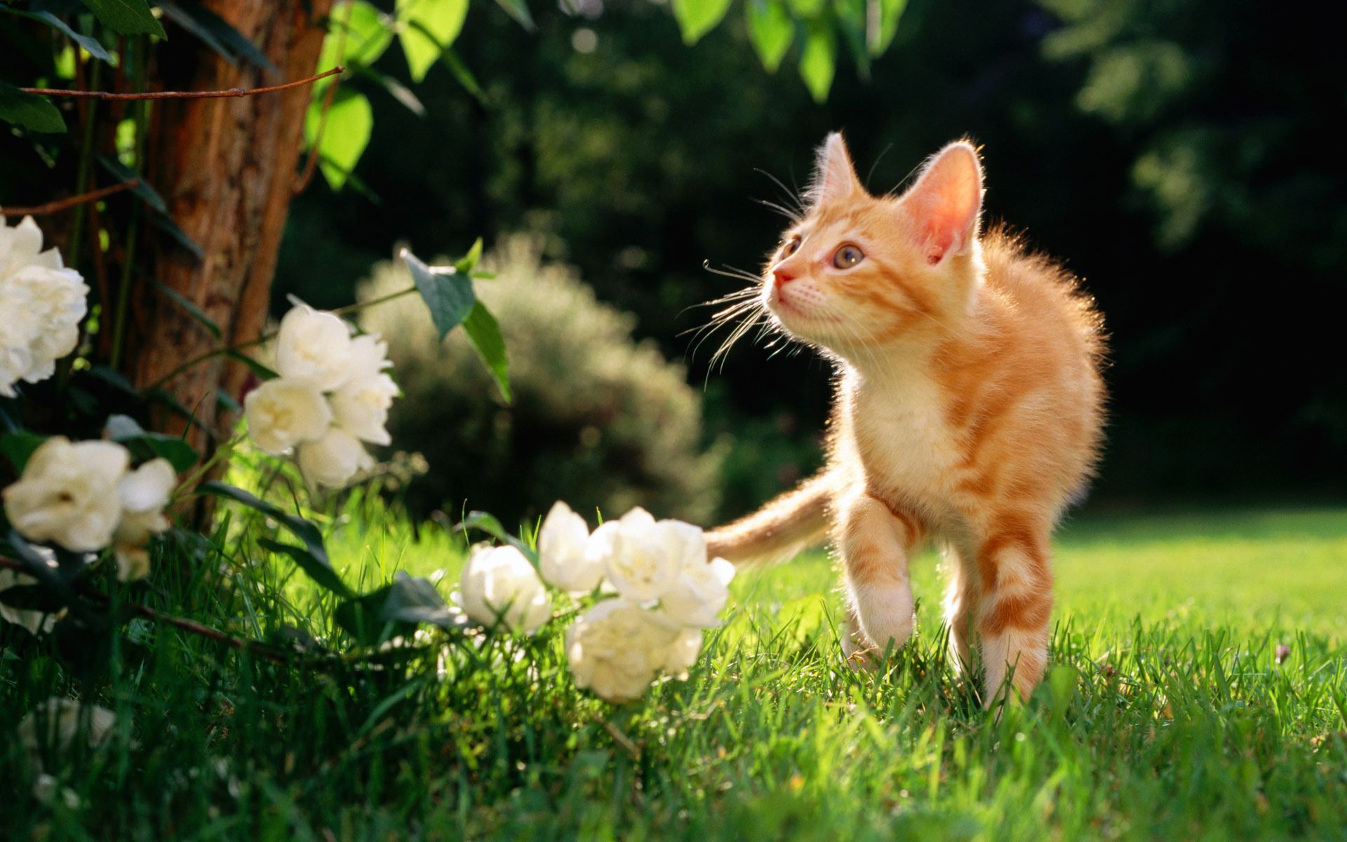 Free download wallpaper Cat, Animal on your PC desktop