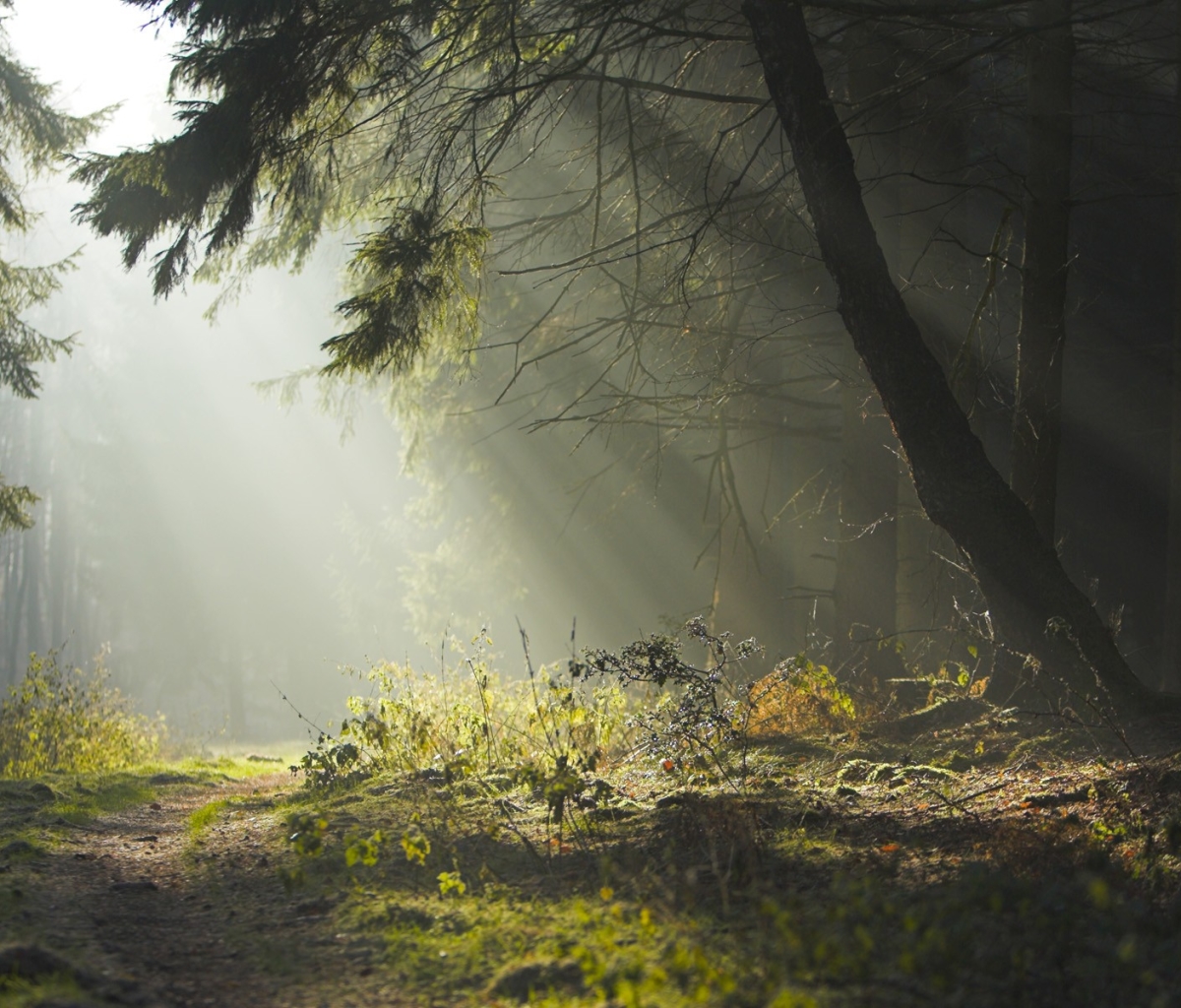Téléchargez gratuitement l'image Forêt, Arbre, Brouillard, Terre/nature, Kreuz, Mozilá sur le bureau de votre PC
