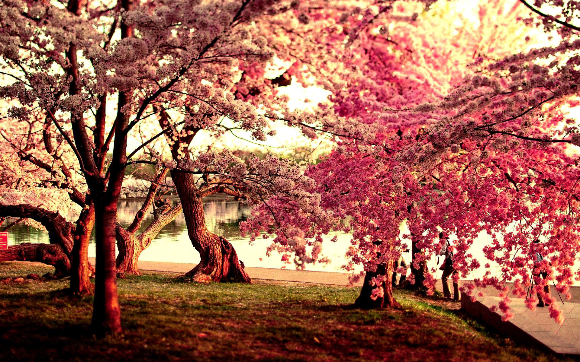 Download mobile wallpaper Sakura, Park, Tree, Earth, Photography, Blossom, Pink Flower for free.