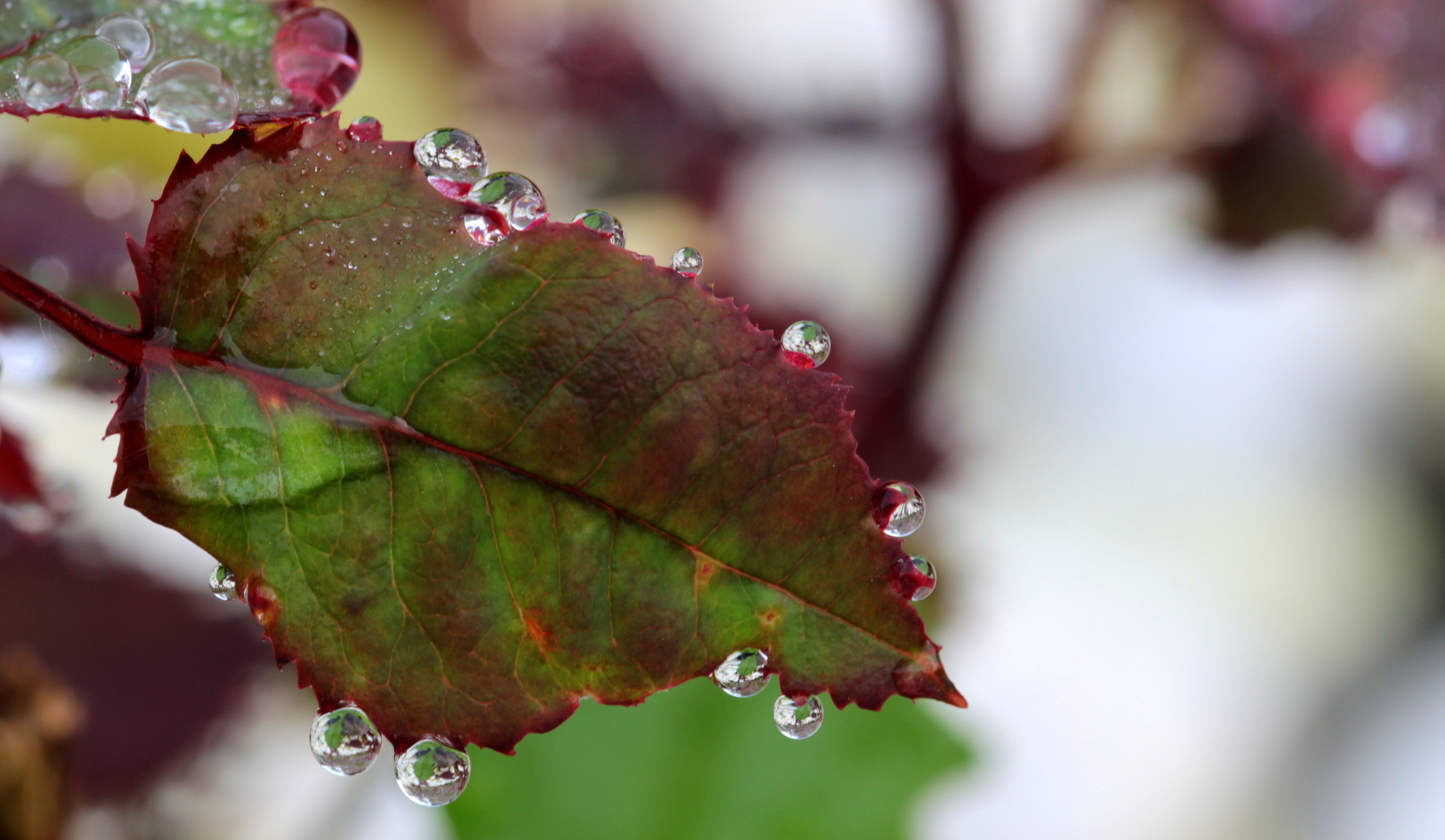 Free download wallpaper Nature, Close Up, Leaf, Earth, Water Drop on your PC desktop