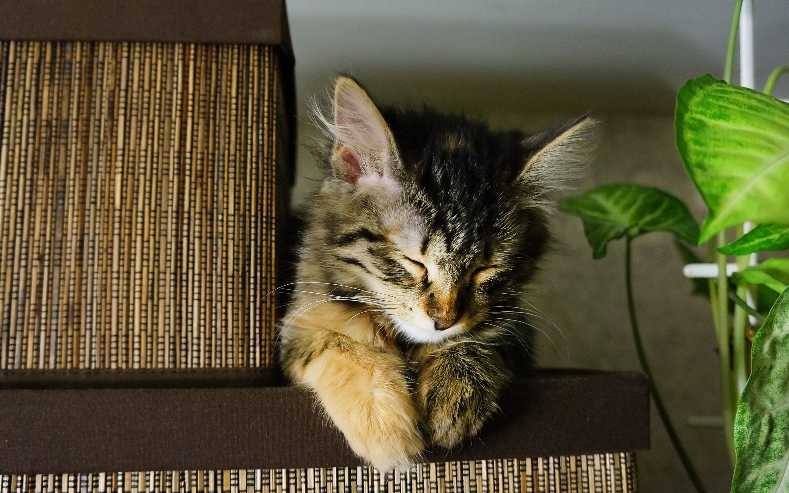 Baixe gratuitamente a imagem Animais, Gatos, Gato na área de trabalho do seu PC