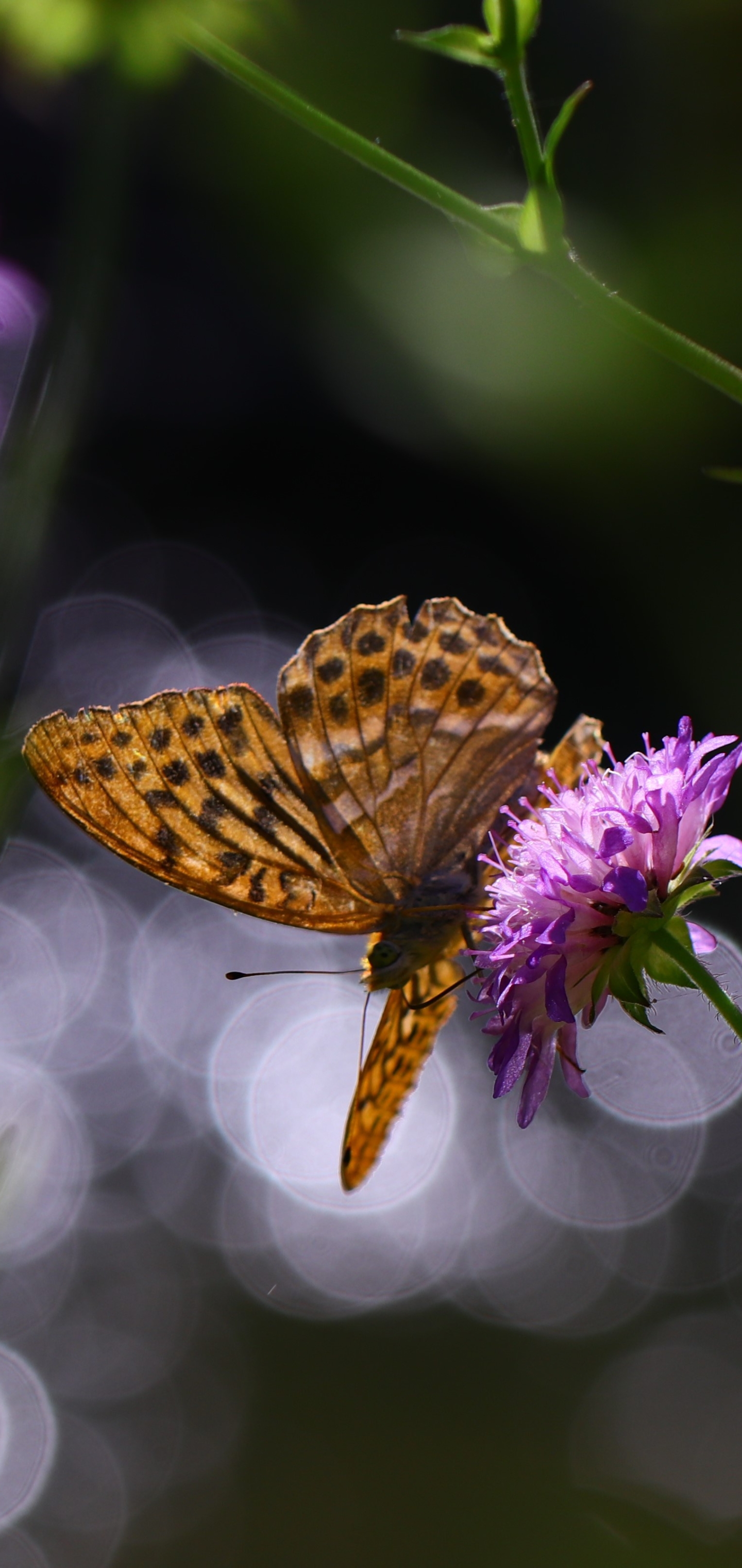 Download mobile wallpaper Flower, Macro, Insect, Butterfly, Animal for free.