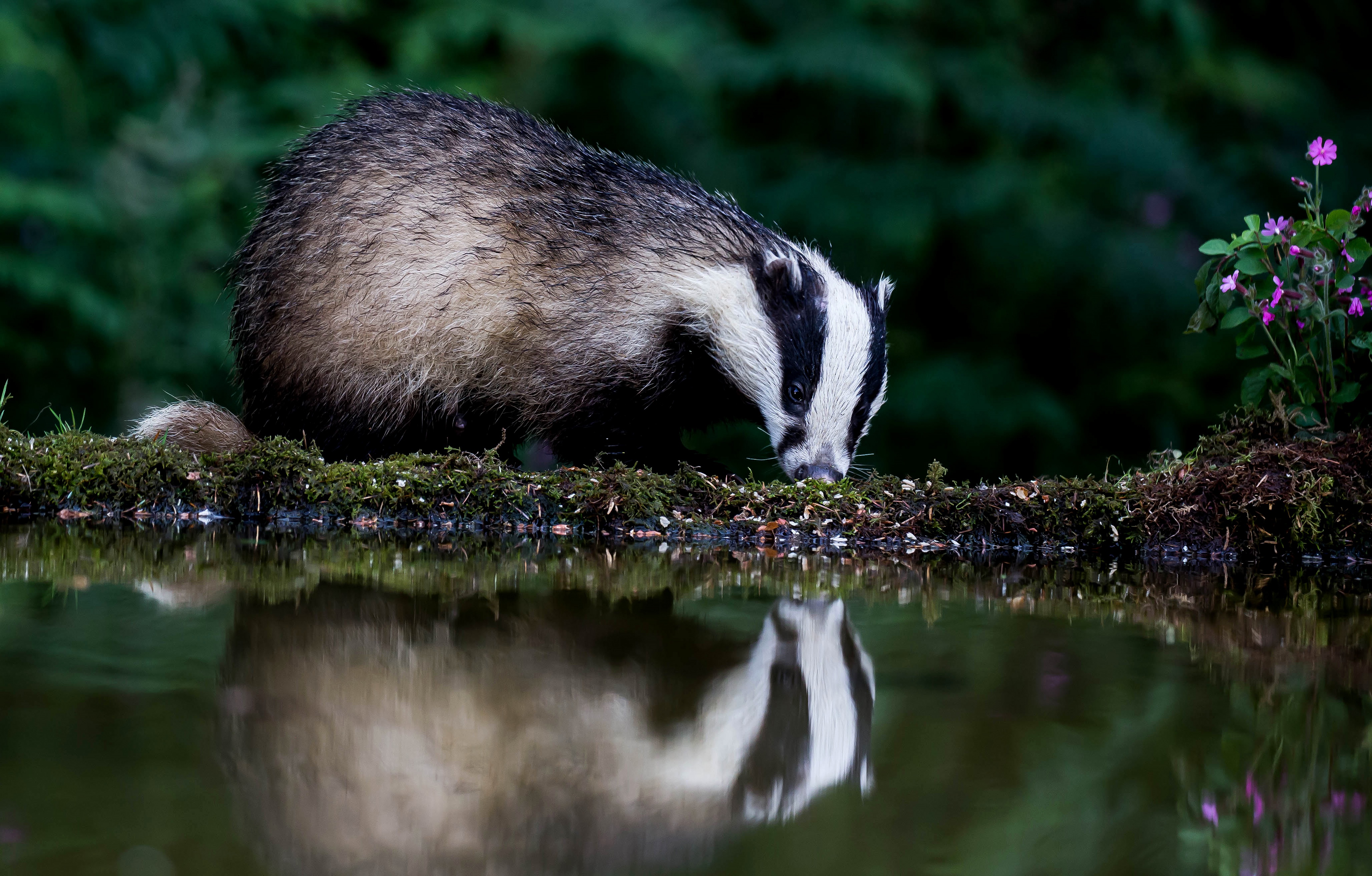 animal, badger, reflection, water