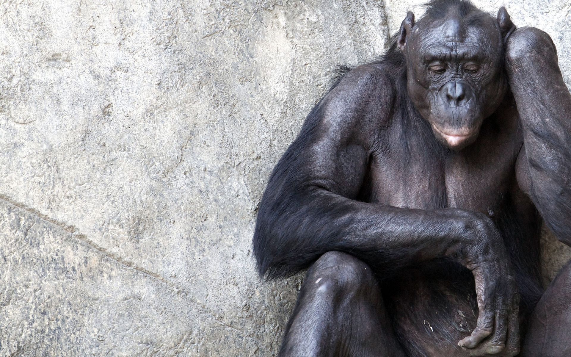 Laden Sie das Tiere, Traurig, Einsam, Affen, Schimpanse-Bild kostenlos auf Ihren PC-Desktop herunter