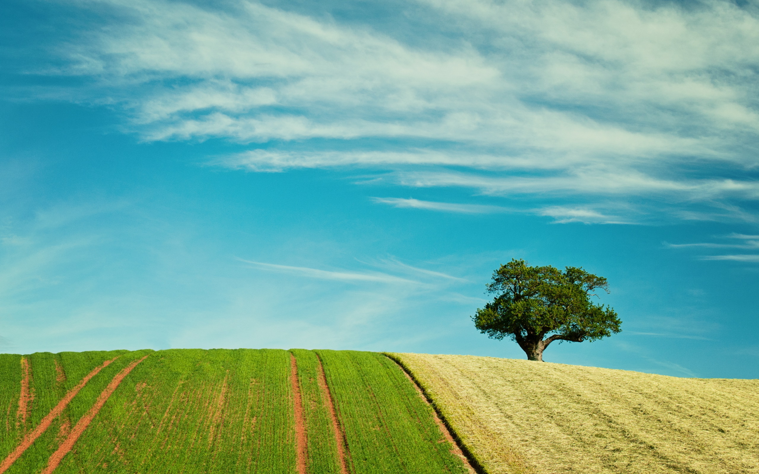 Download mobile wallpaper Landscape, Nature, Sky, Summer, Tree, Earth, Field, Lonely Tree for free.