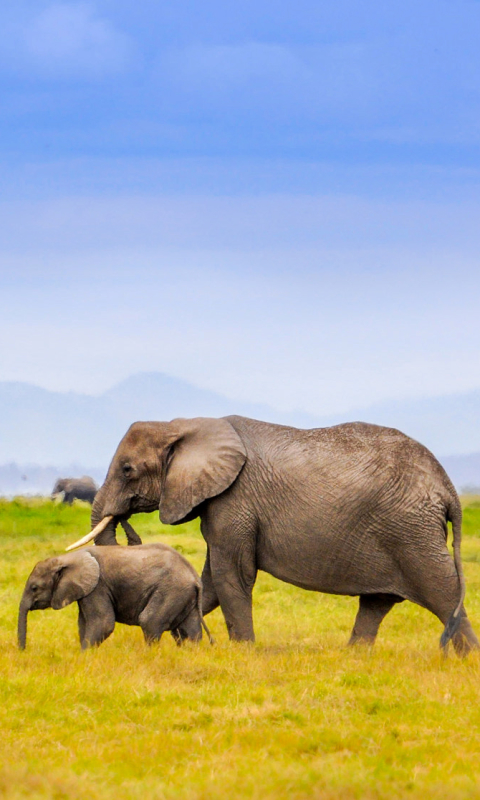 Скачати мобільні шпалери Трава, Саванна, Слони, Тварина, Слон, Африка, Африканський Чагарниковий Слон безкоштовно.