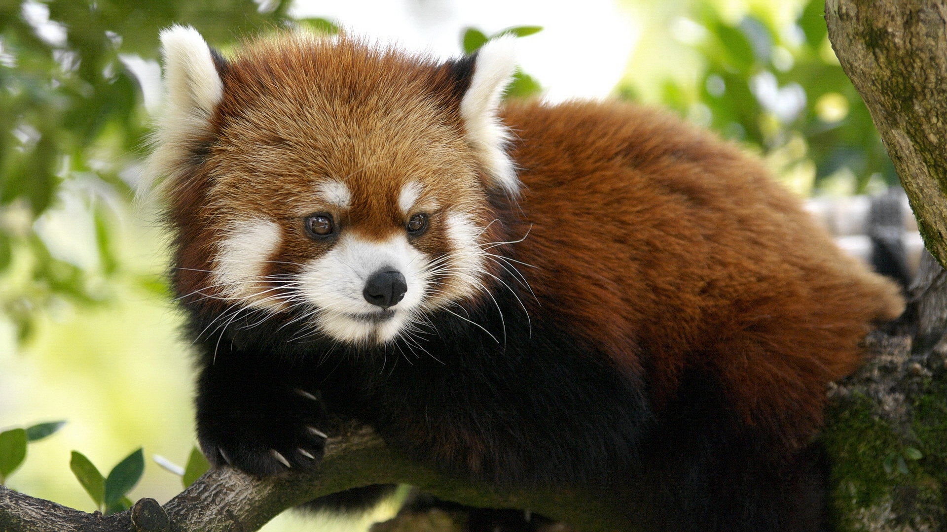25926 Bild herunterladen pandas, tiere - Hintergrundbilder und Bildschirmschoner kostenlos