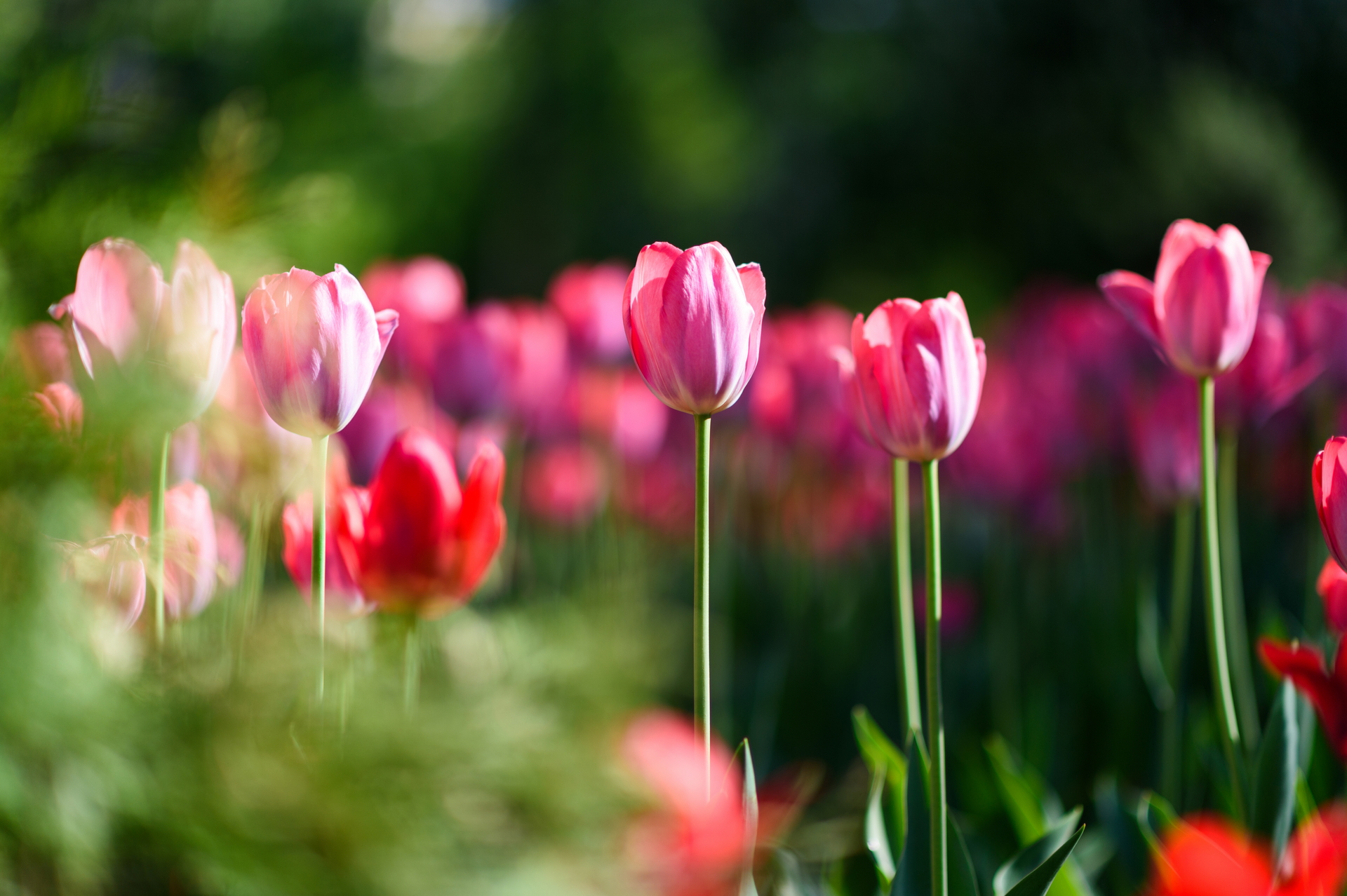 Descarga gratuita de fondo de pantalla para móvil de Flores, Flor, Primavera, Tulipán, Tierra/naturaleza.