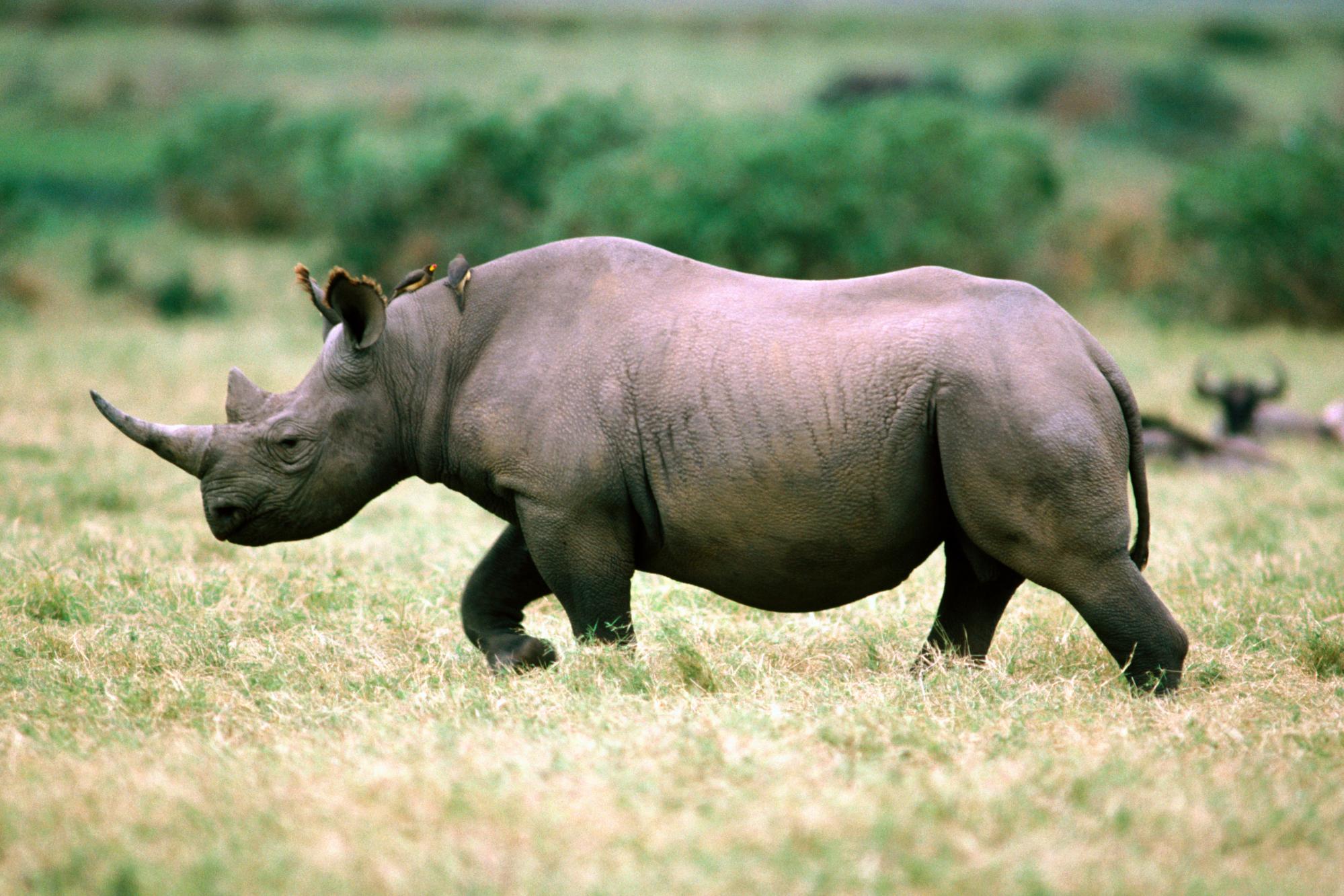 animal, rhino, rhinoceros