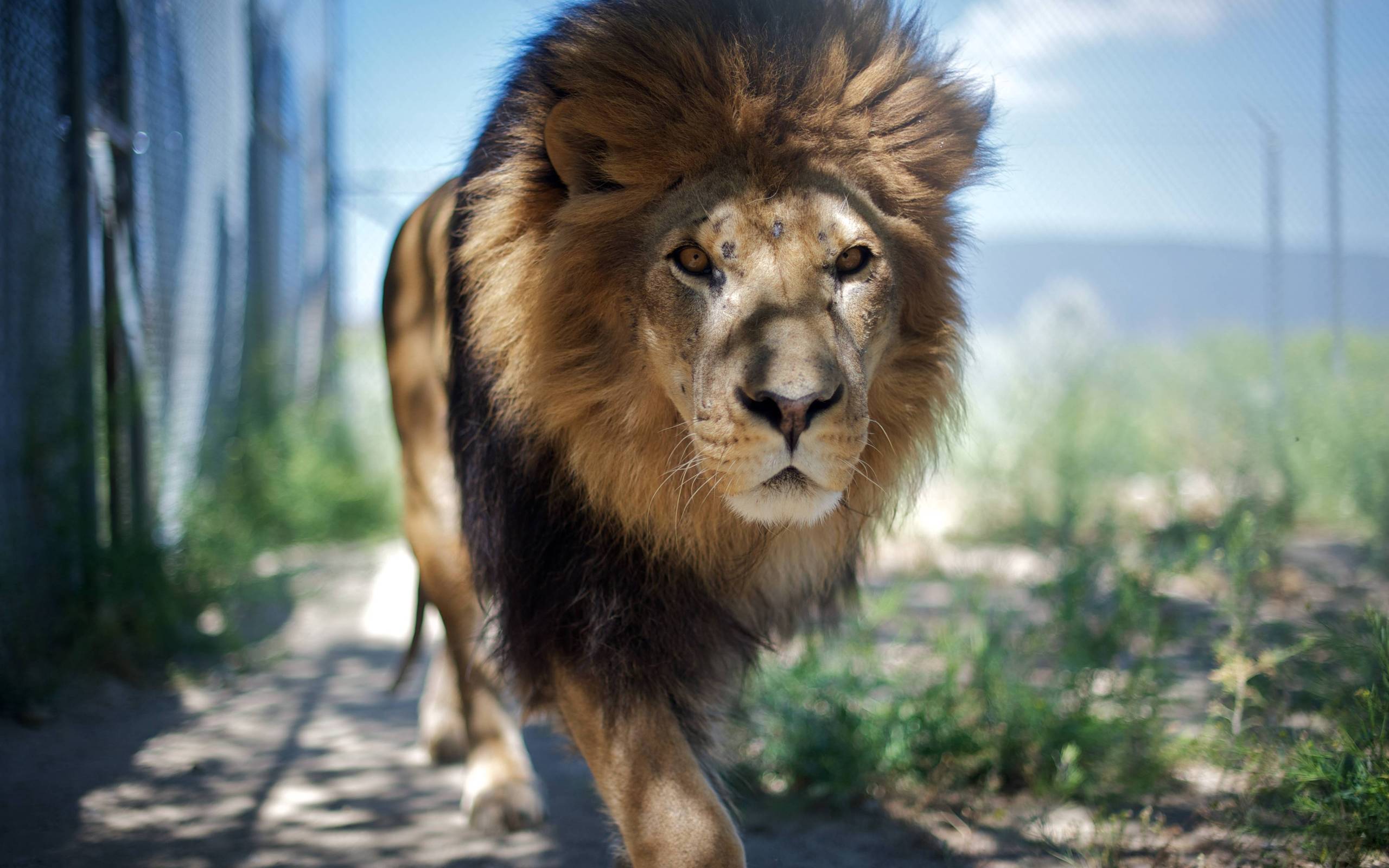 Téléchargez gratuitement l'image Animaux, Lion sur le bureau de votre PC