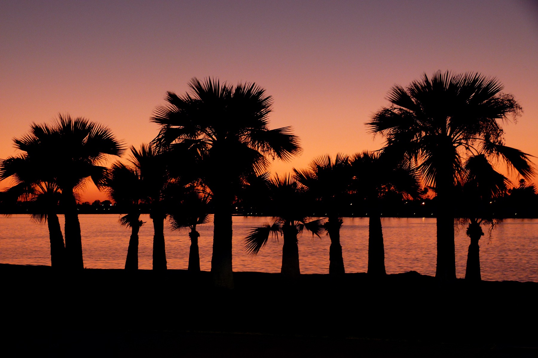 california, night, palms, dark, san diego HD wallpaper