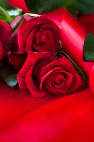 Download mobile wallpaper Flower, Rose, Red Rose, Romantic, Red Flower, Man Made for free.