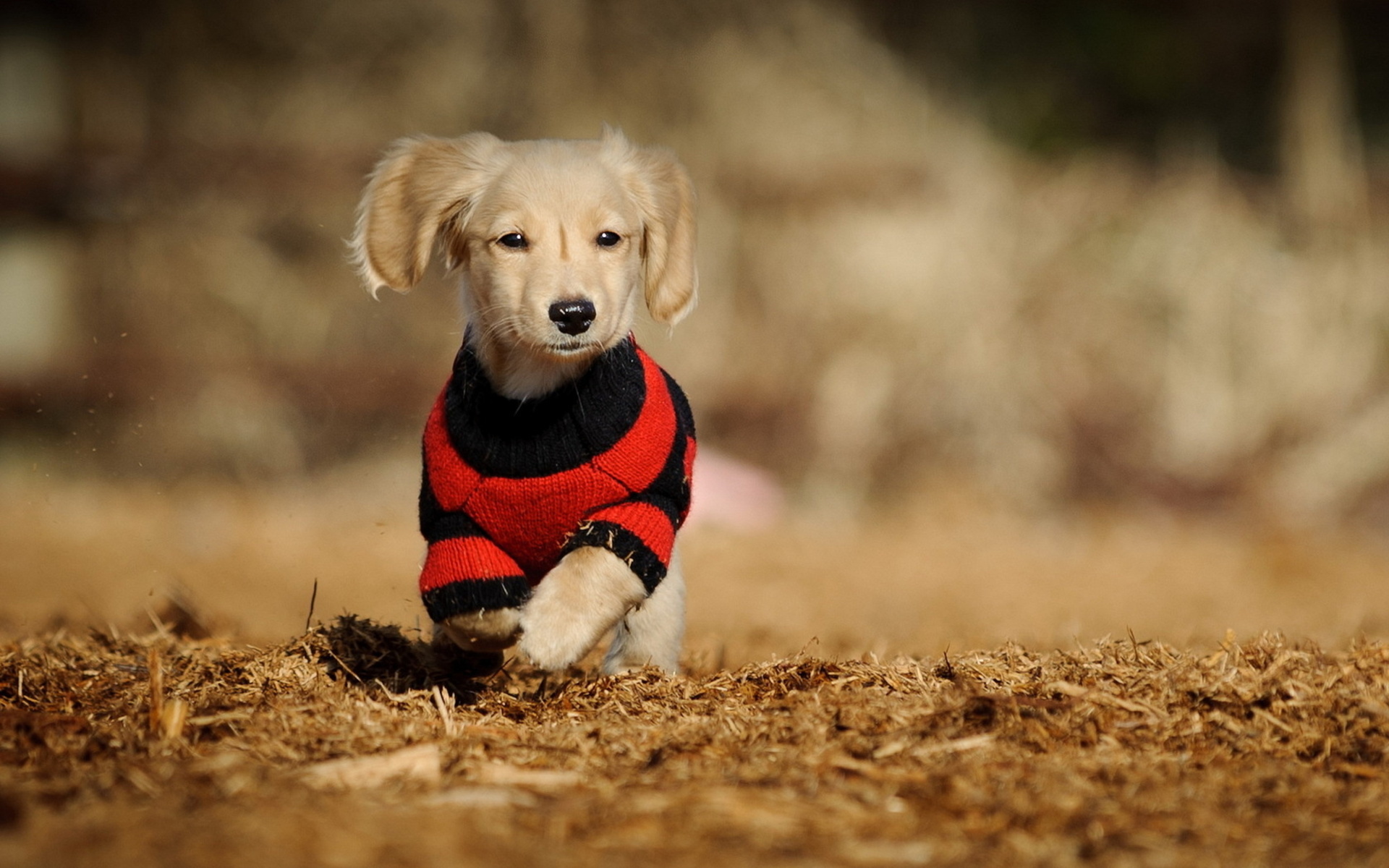 無料モバイル壁紙犬, 動物をダウンロードします。