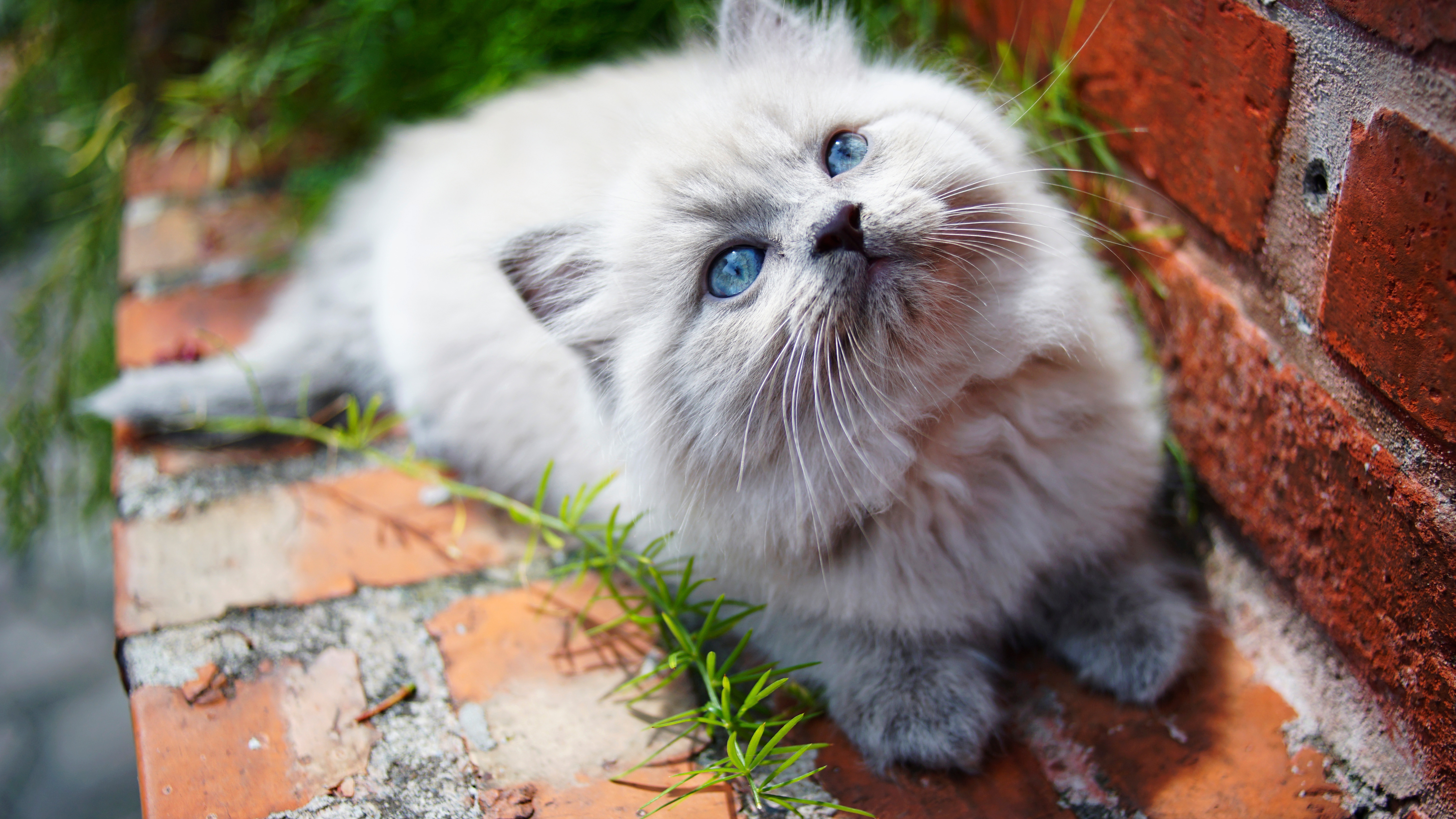 Baixe gratuitamente a imagem Animais, Gatos, Gato na área de trabalho do seu PC