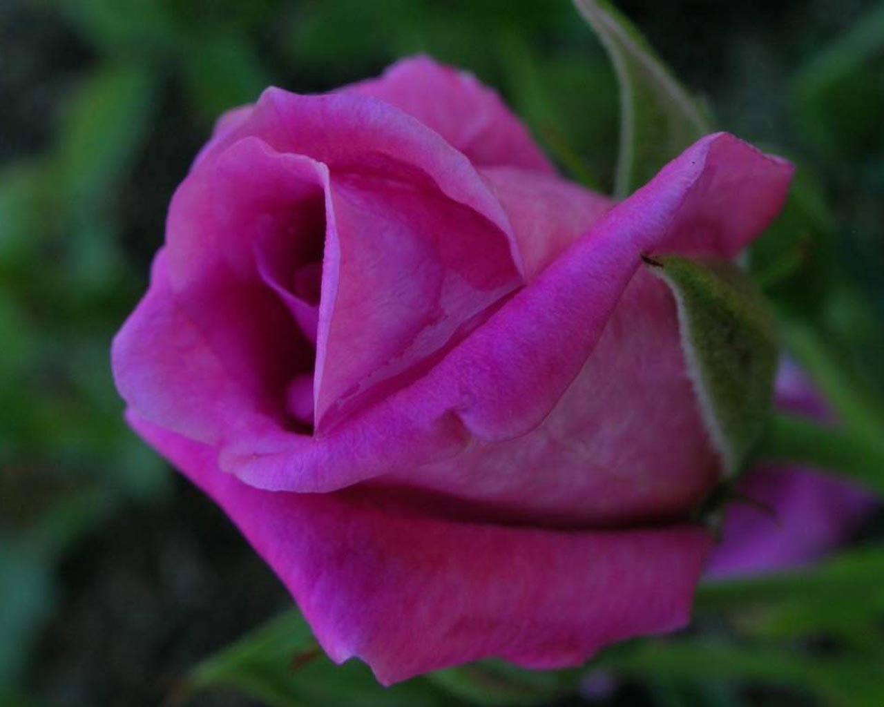 Handy-Wallpaper Blume, Rose, Rote Rose, Erde/natur kostenlos herunterladen.