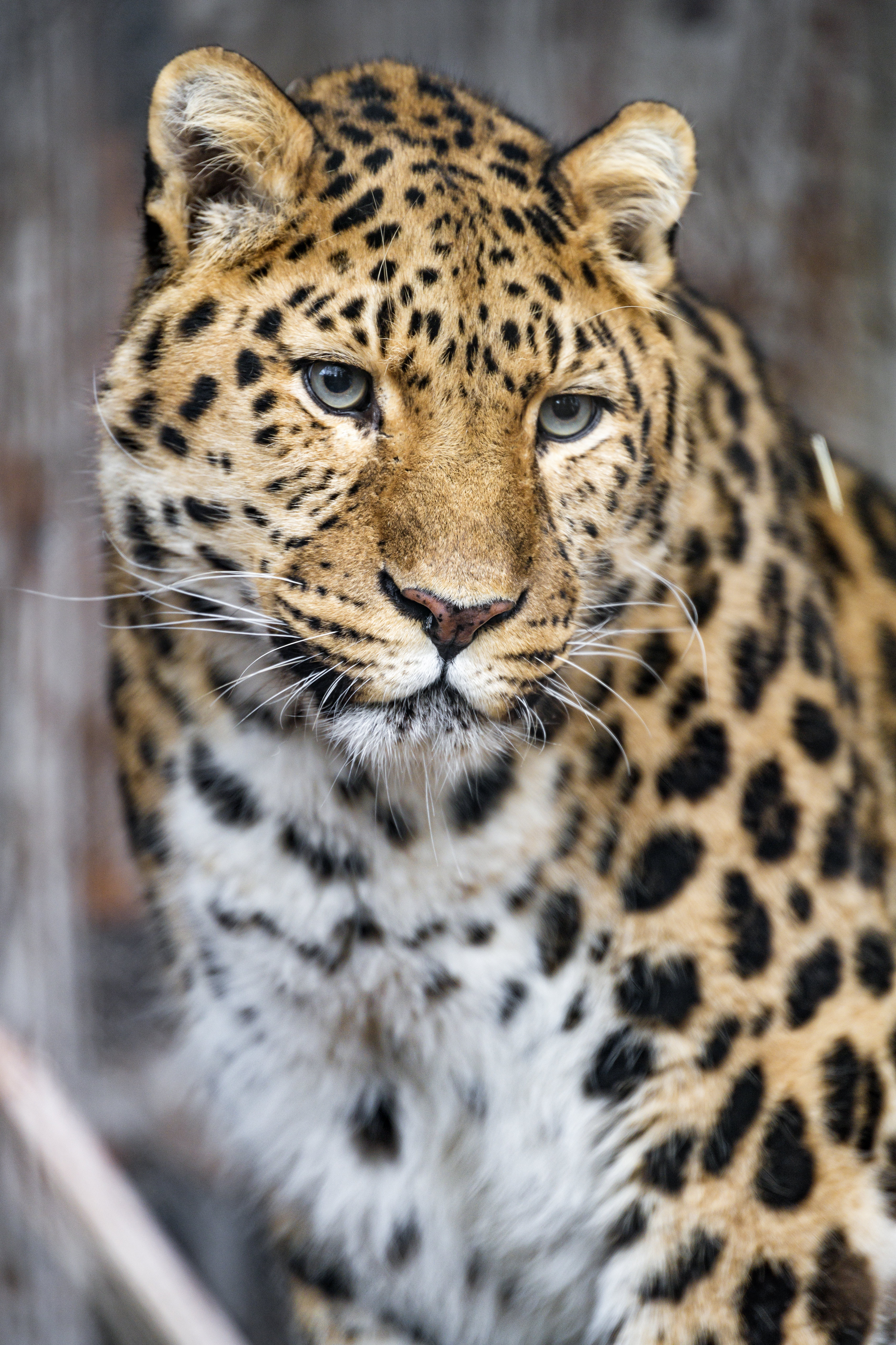 Download mobile wallpaper Muzzle, Animals, Sight, Opinion, Predator, Leopard, Big Cat for free.