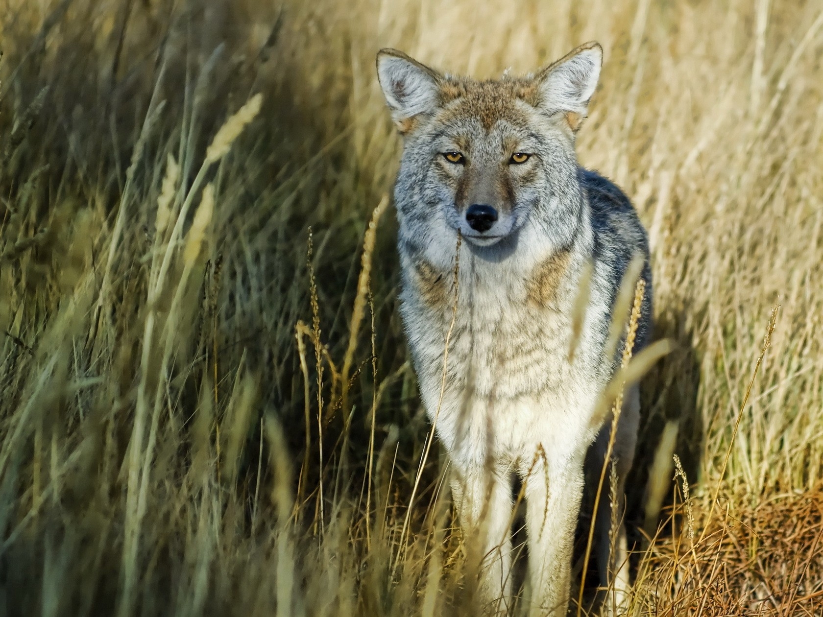 Download mobile wallpaper Grass, Hunt, Animals, Predator, Hunting, Wolf for free.