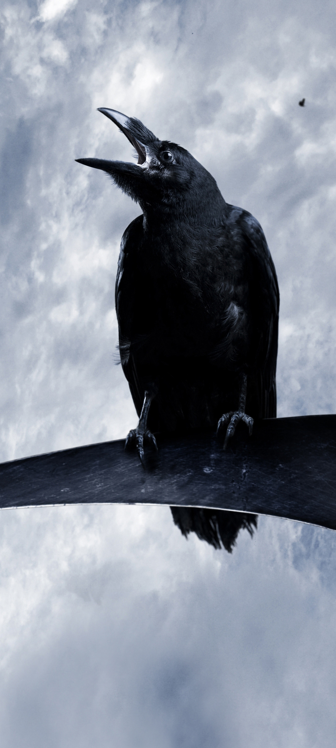 Download mobile wallpaper Birds, Bird, Animal, Raven for free.