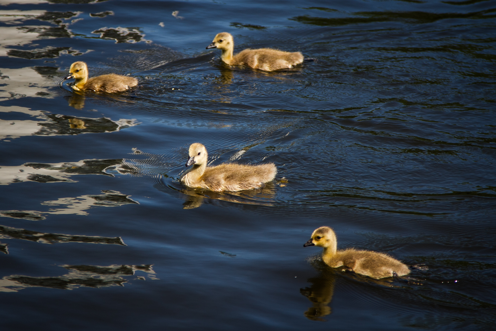 Laden Sie das Tiere, Süß-Bild kostenlos auf Ihren PC-Desktop herunter