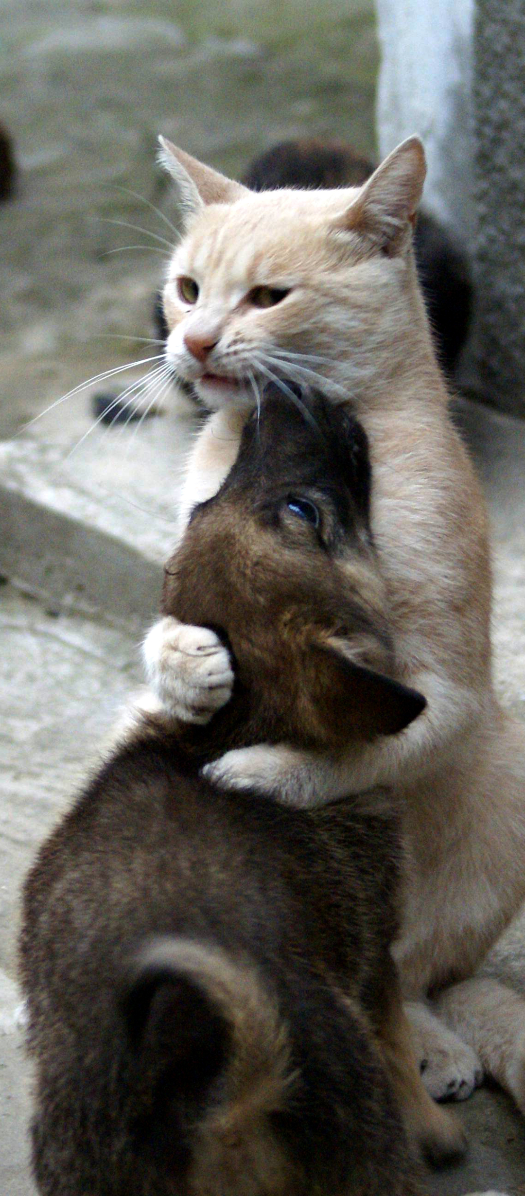 Baixar papel de parede para celular de Animais, Gato, Cachorro, Fofo, Abraço, Filhote gratuito.