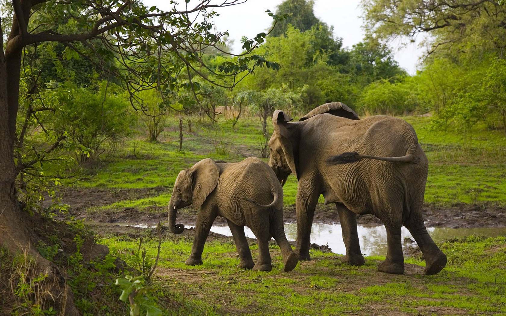 Descarga gratis la imagen Animales, Elefante Africano De Sabana en el escritorio de tu PC