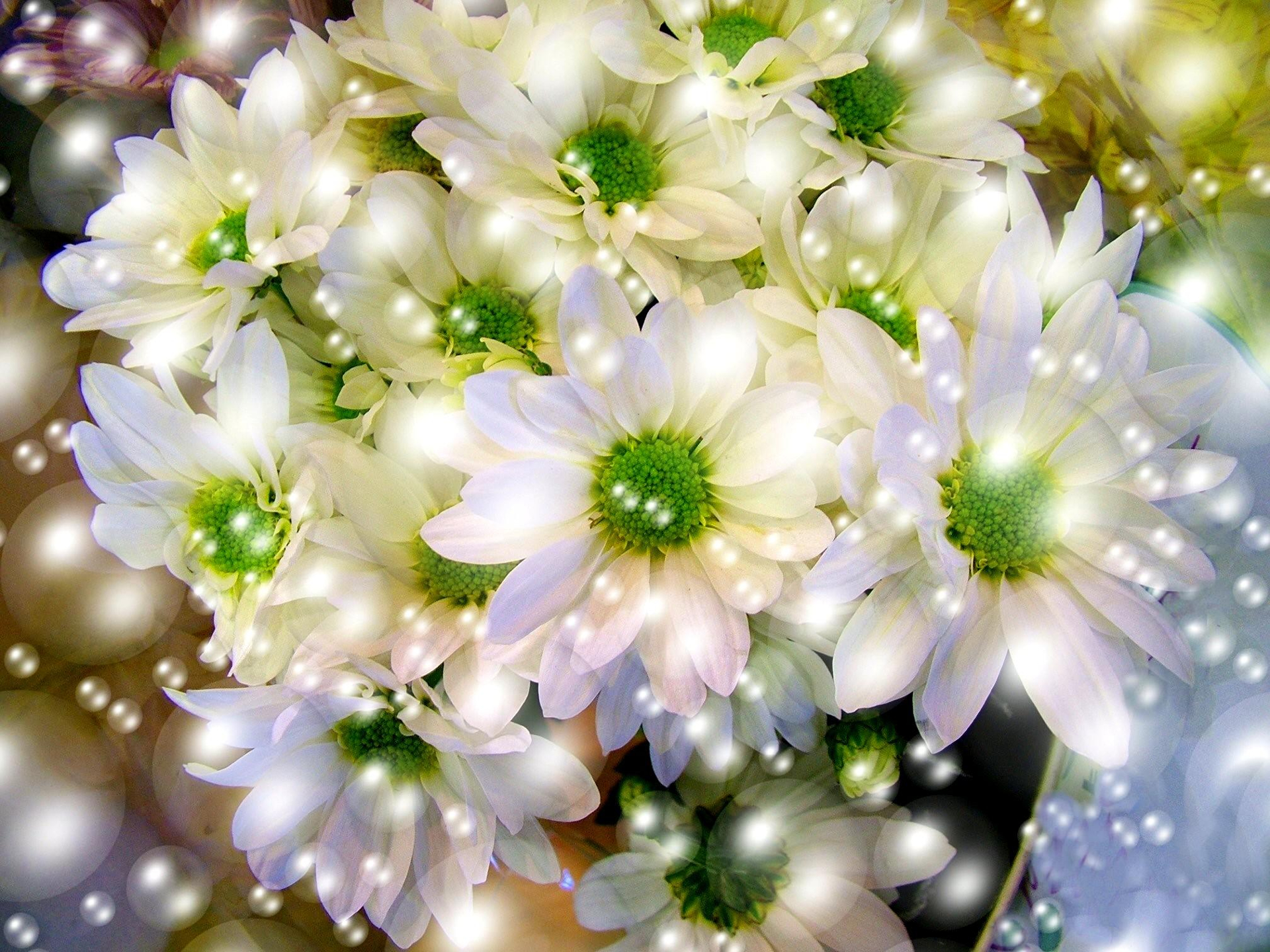 Завантажити шпалери безкоштовно Квітка, Світло, Земля, Біла Квітка, Дейзі, Флауерзи картинка на робочий стіл ПК