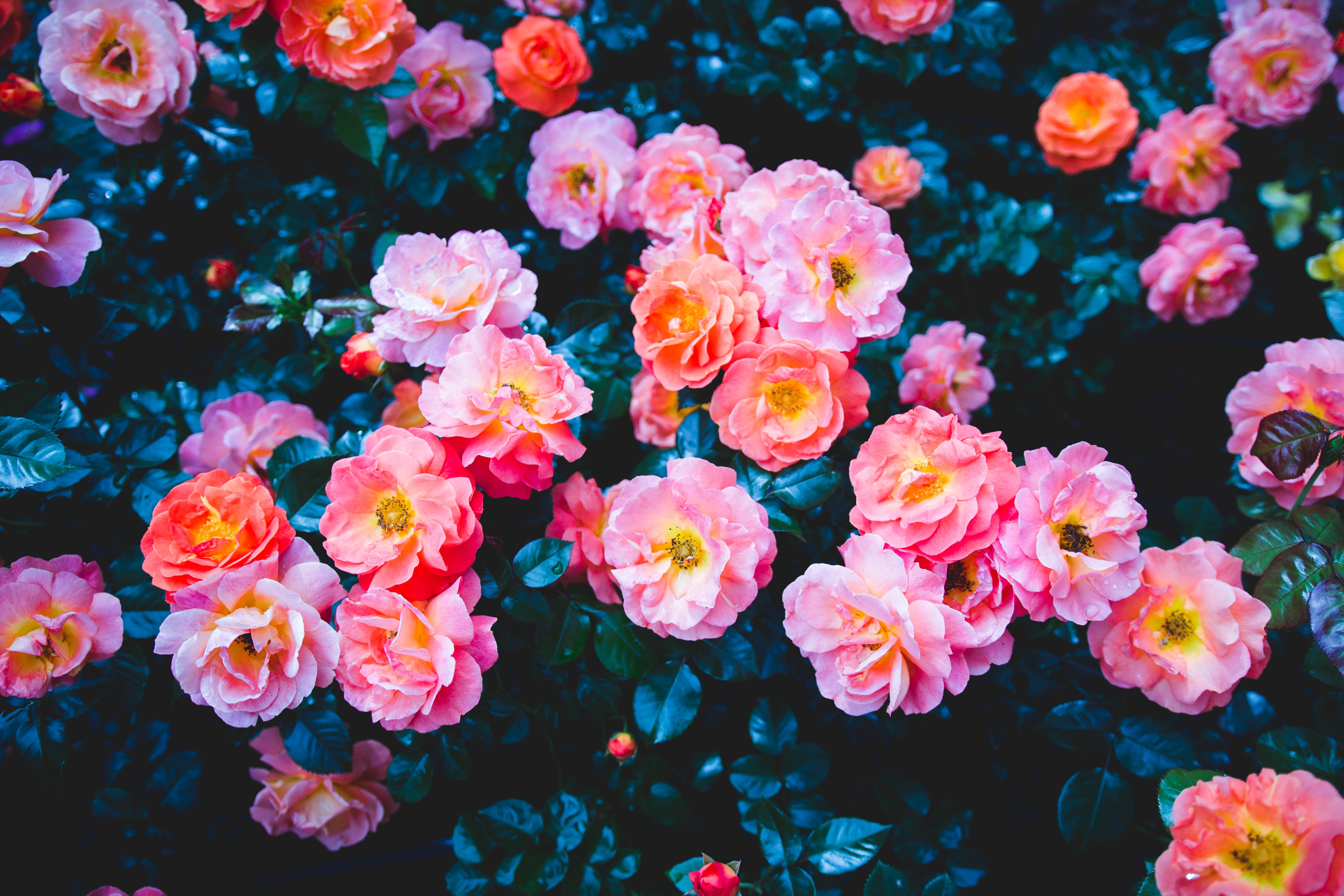Free download wallpaper Bush, Pink, Flowers, Flowering, Roses, Bloom on your PC desktop