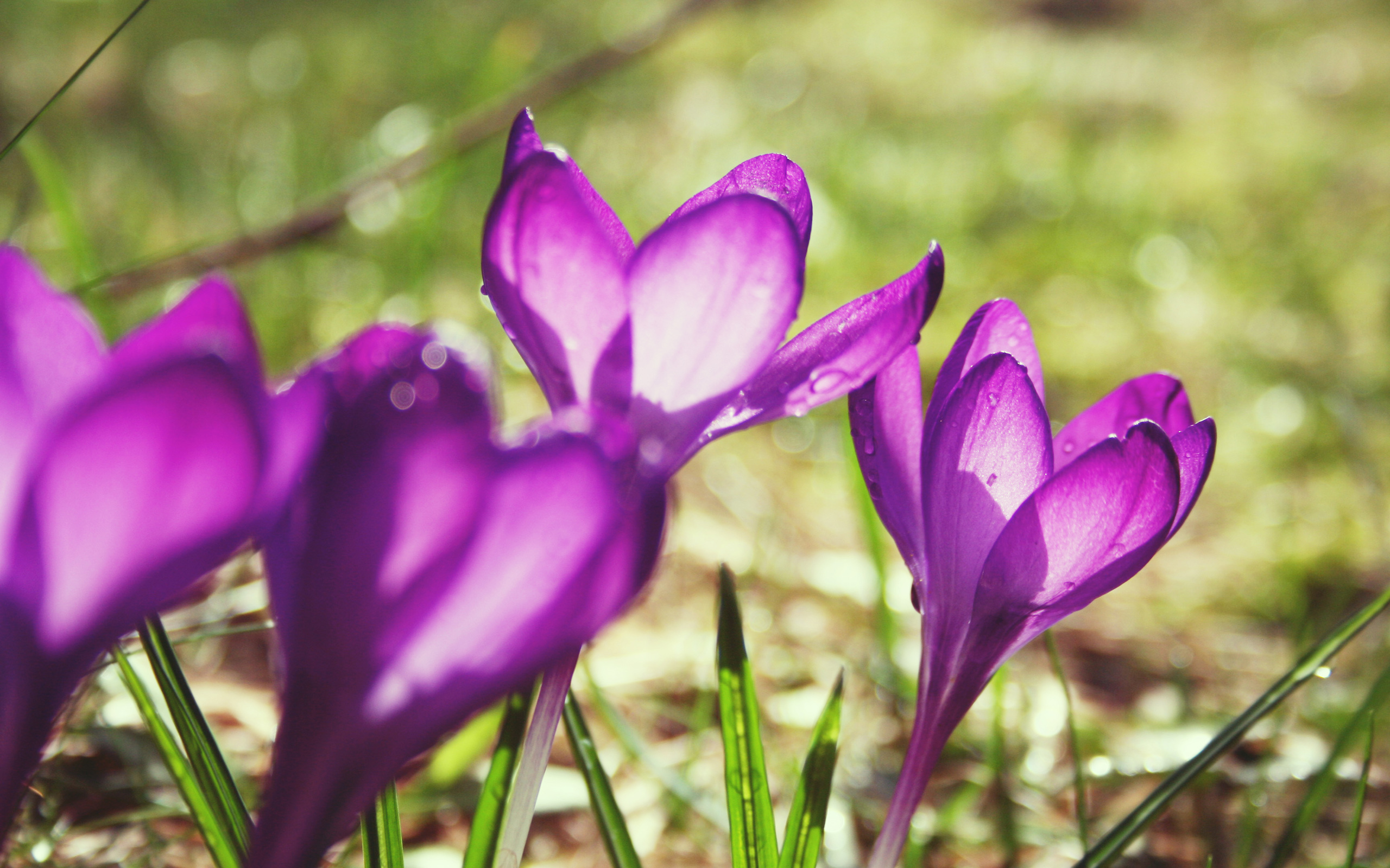 Free download wallpaper Flowers, Flower, Earth, Crocus on your PC desktop