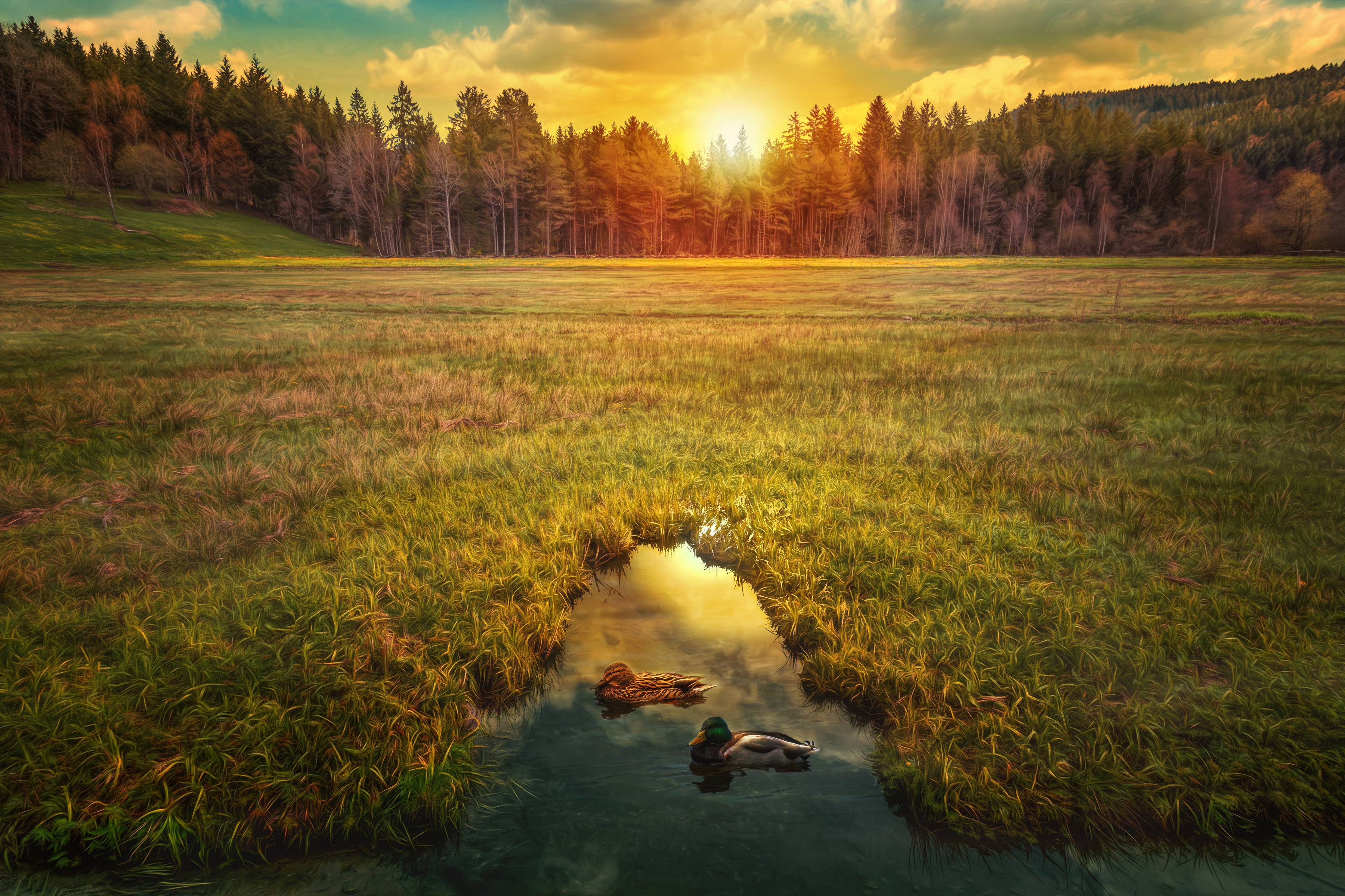 Download mobile wallpaper Nature, Grass, Forest, Sunrise, Earth, Duck for free.