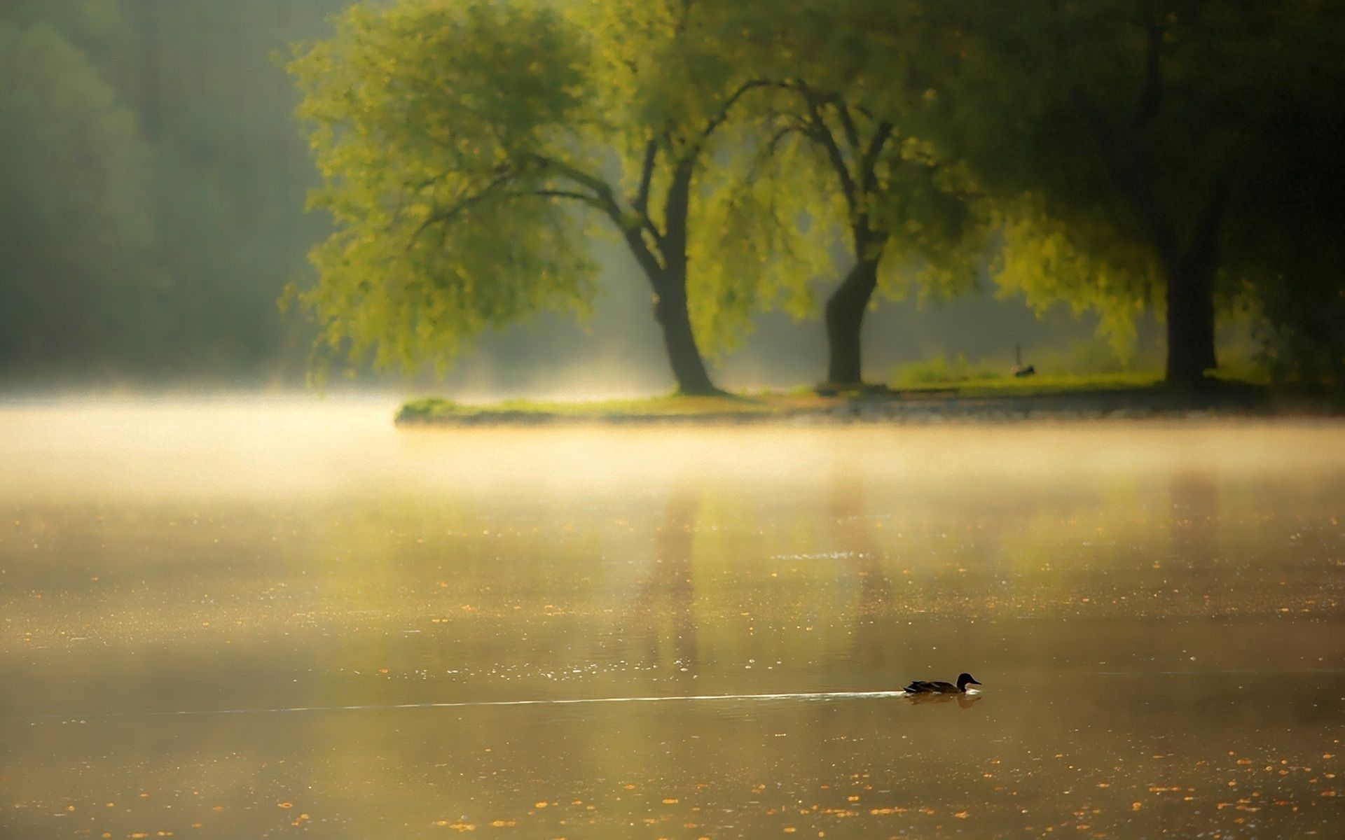duck, nature, dawn, lake, park, pond for android