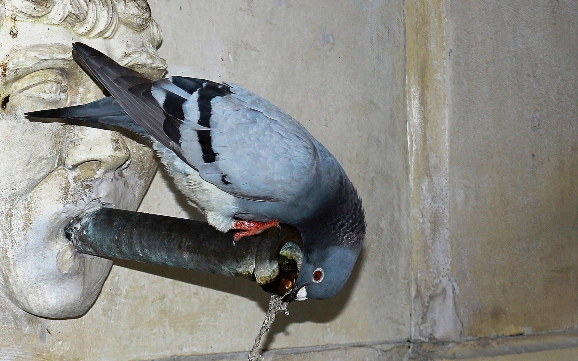 Free download wallpaper Birds, Animal, Pigeon on your PC desktop
