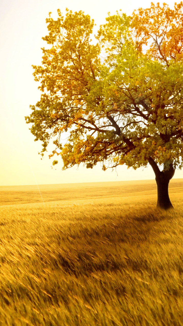 Download mobile wallpaper Landscape, Nature, Trees, Tree, Earth, Field, Sunny, Lonely Tree for free.