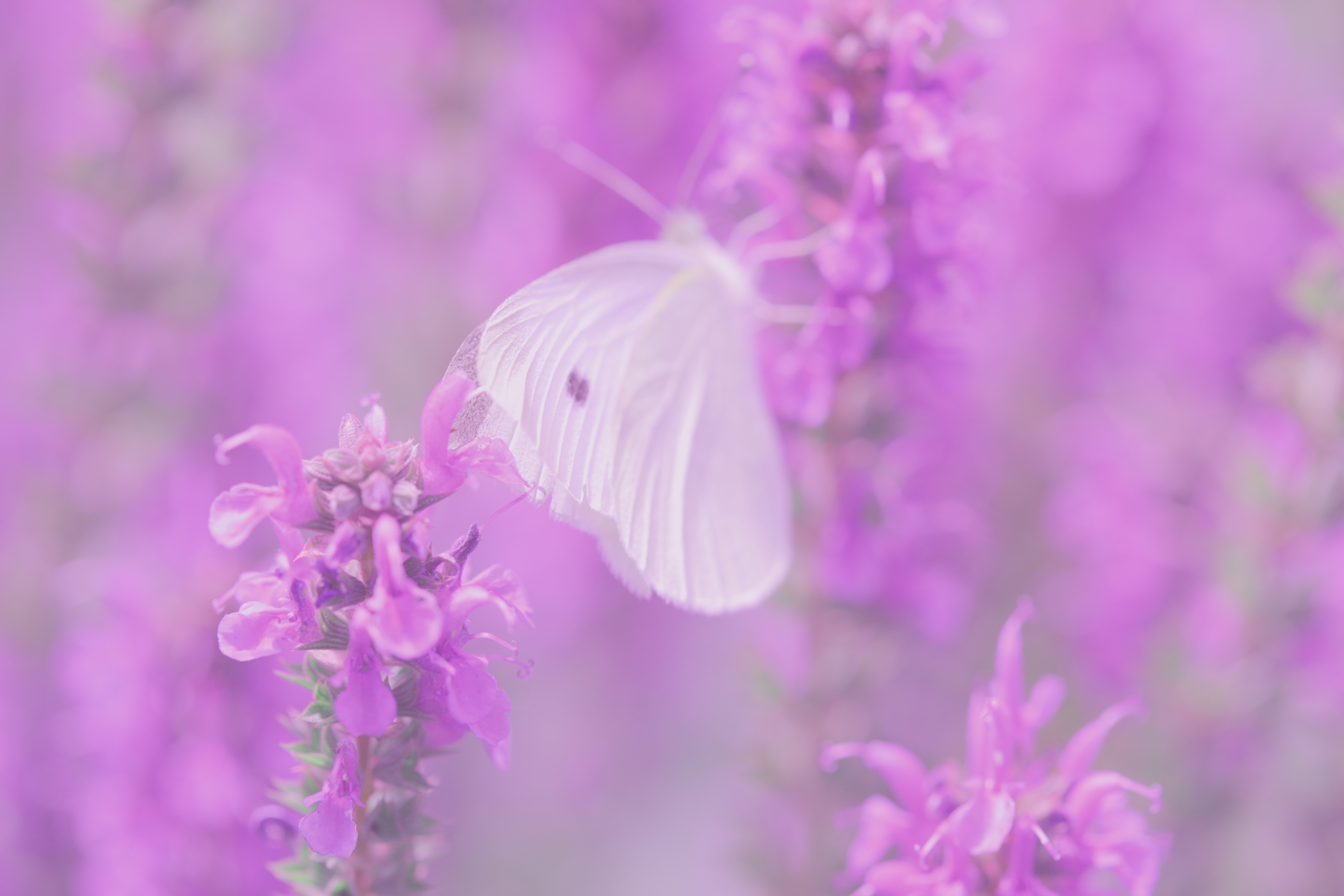 Laden Sie das Makro, Lila, Schmetterling, Blumen-Bild kostenlos auf Ihren PC-Desktop herunter