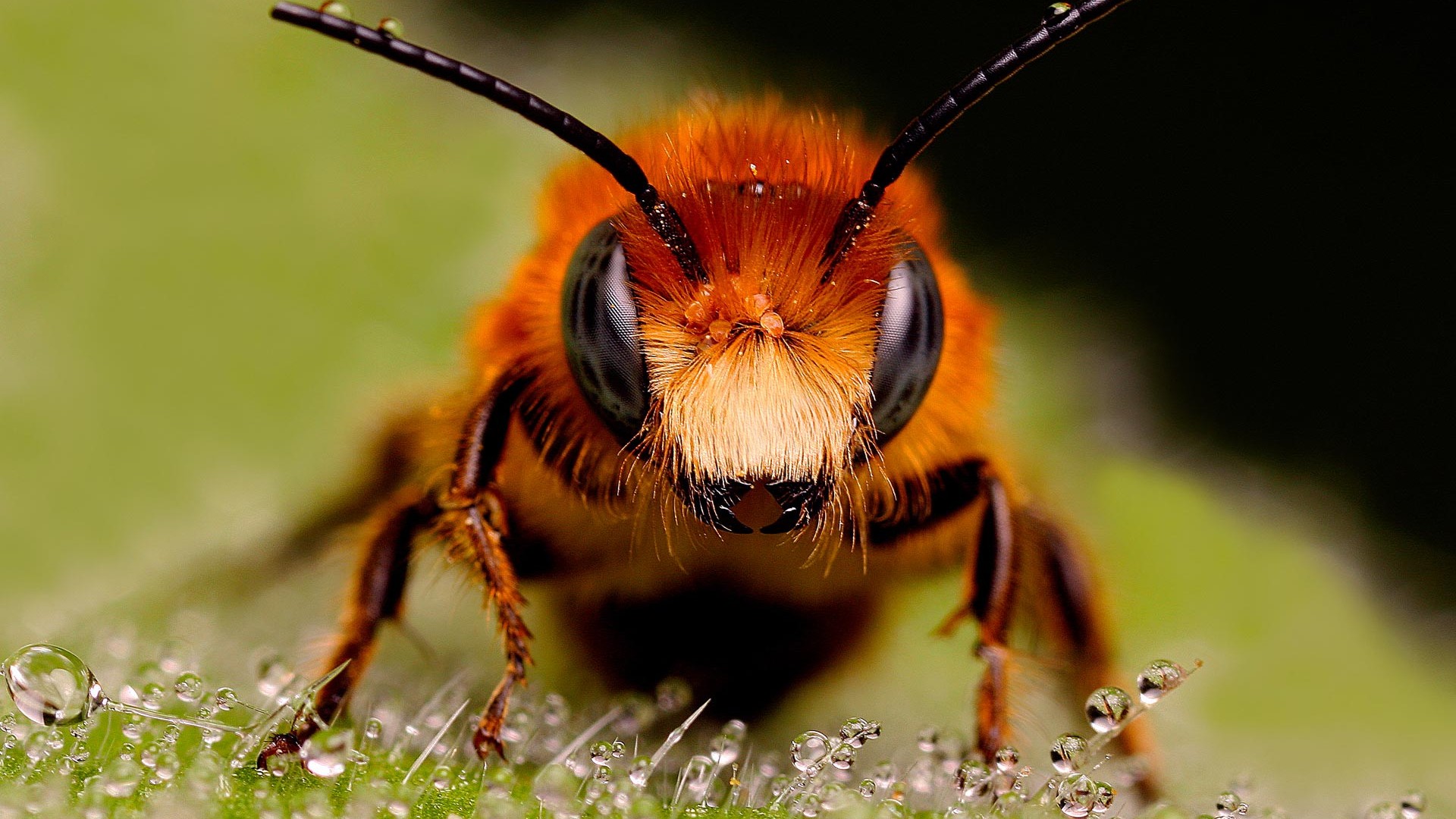 Free download wallpaper Bee, Animal on your PC desktop