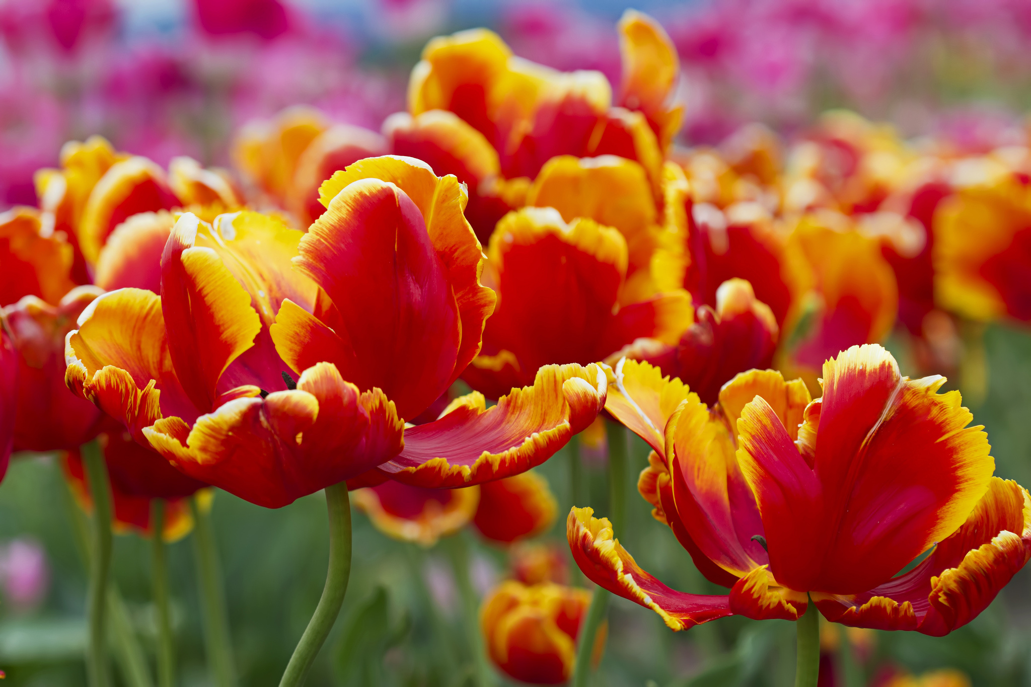 Free download wallpaper Flowers, Earth, Tulip on your PC desktop