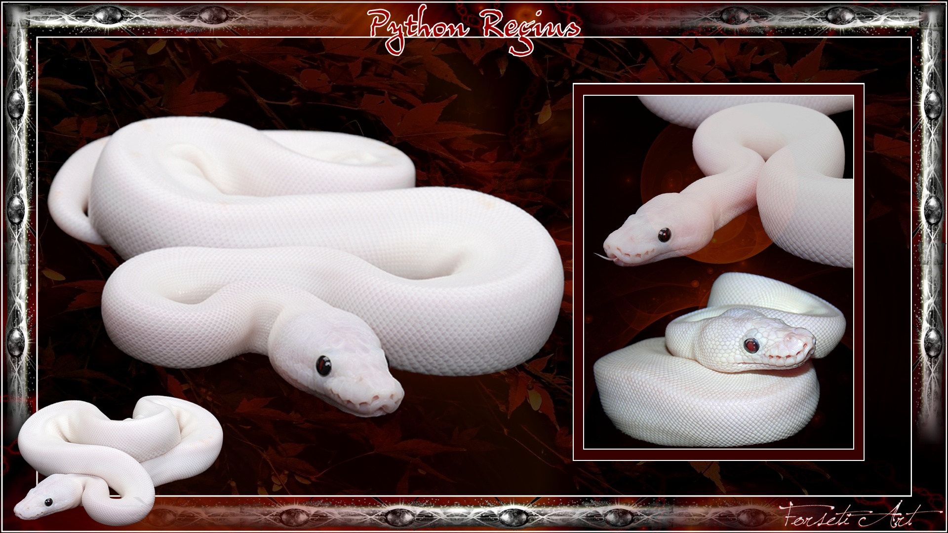 261176 Hintergrundbild herunterladen tiere, python, reptil, schlange, weiße pythonschlange, reptilien - Bildschirmschoner und Bilder kostenlos